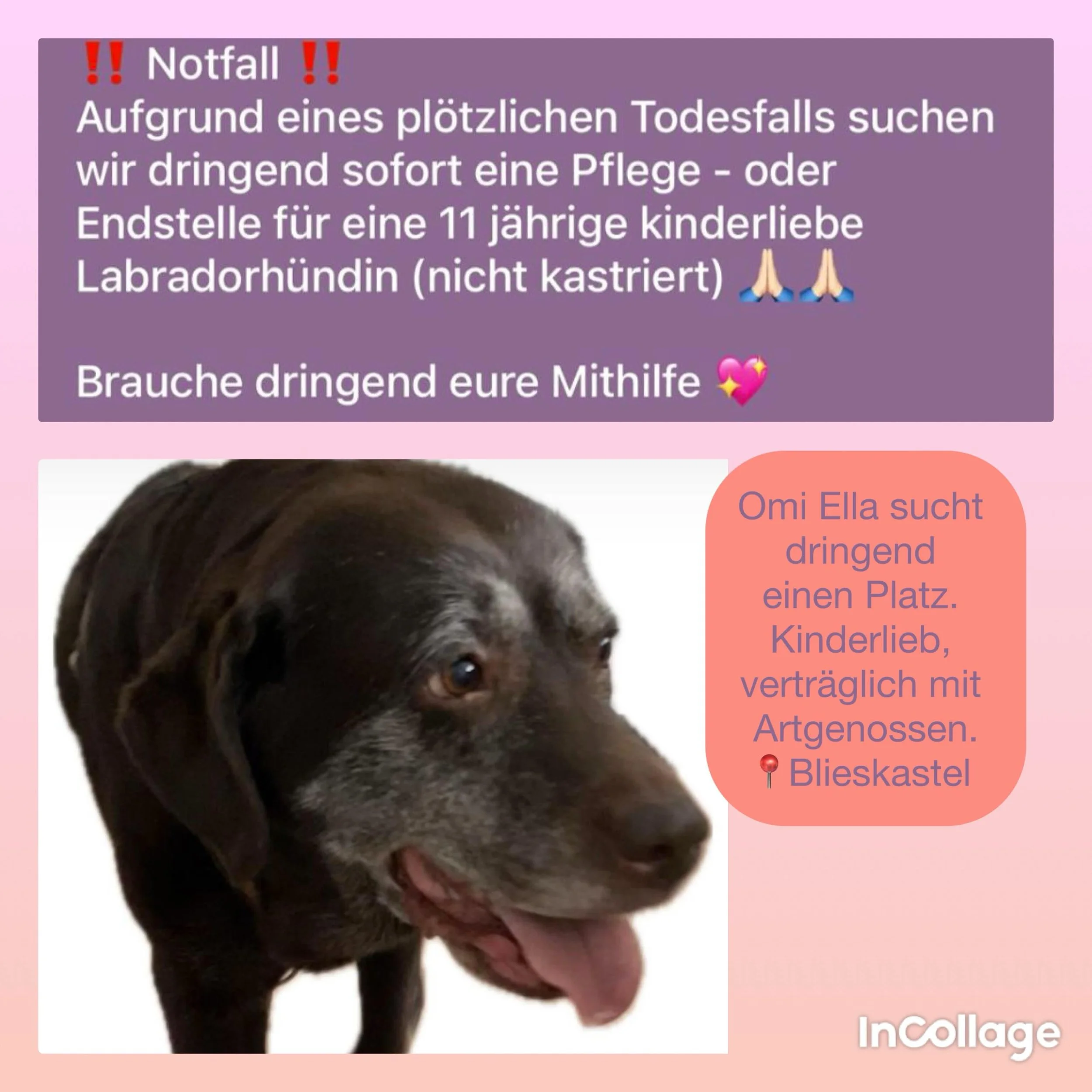 Dringend neues Zuhause oder Pflegestelle gesucht 💕

(Vermittlungshilfe)

Labi Omi Ella hat ihr Zuhause verloren, weibliche Herrchen verstorben ist. Sie sucht daher dringend einen neuen Platz.

Sie ist kinderlieb, noch fit und vertr&auml;glich mit Ar