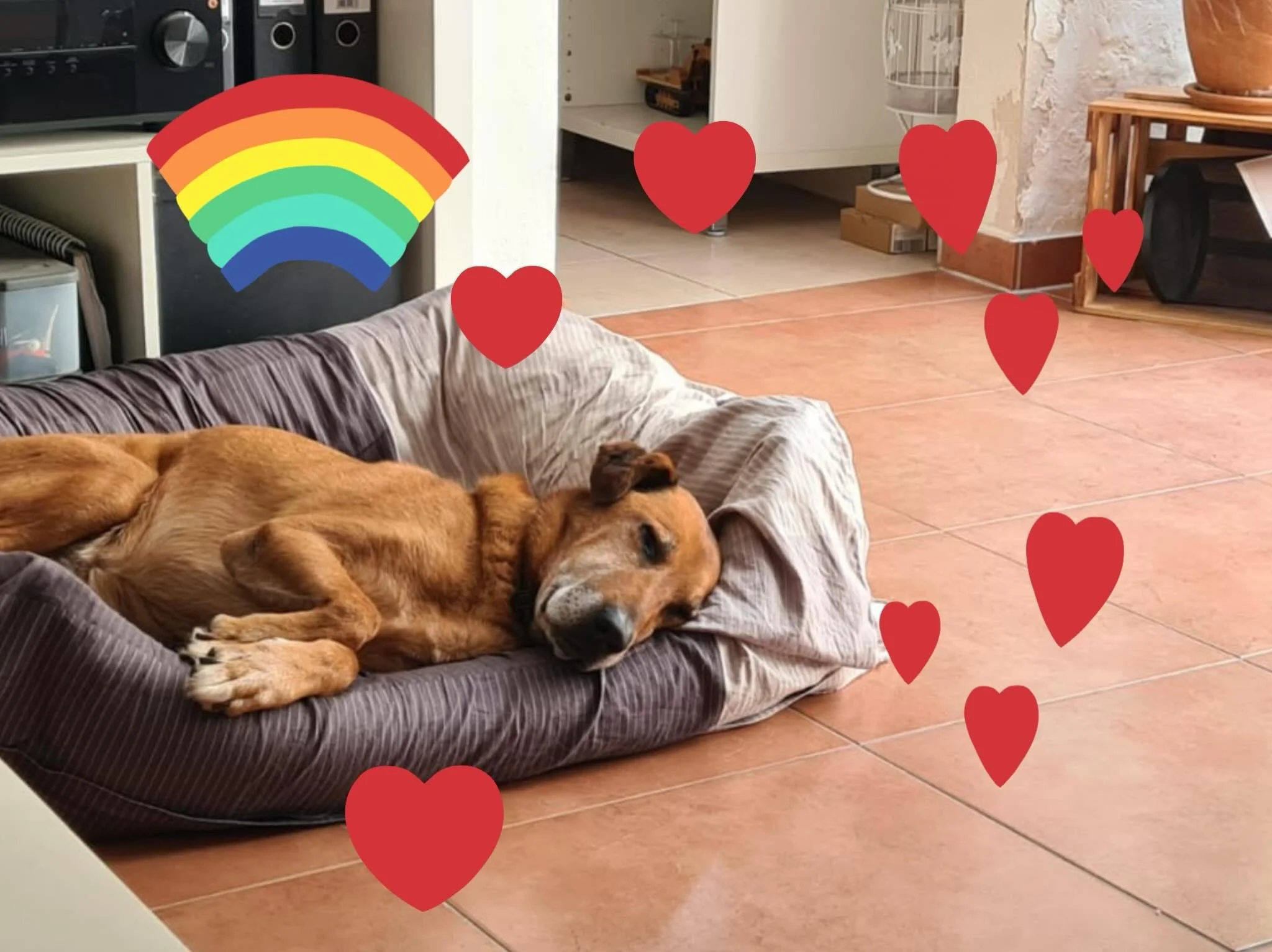 Picur 🩷🌈

Der erste &bdquo;Besuch&ldquo; im Tierheim in Nagykanizsa am 18.10.21. Dinge brennen sich ein und die Erinnerung vergeht niemals. Es gab eine sch&ouml;ne Sache an diesem Tag. Dich &amp; deine Freunde dort kennengelernt &amp; gesehen zu ha