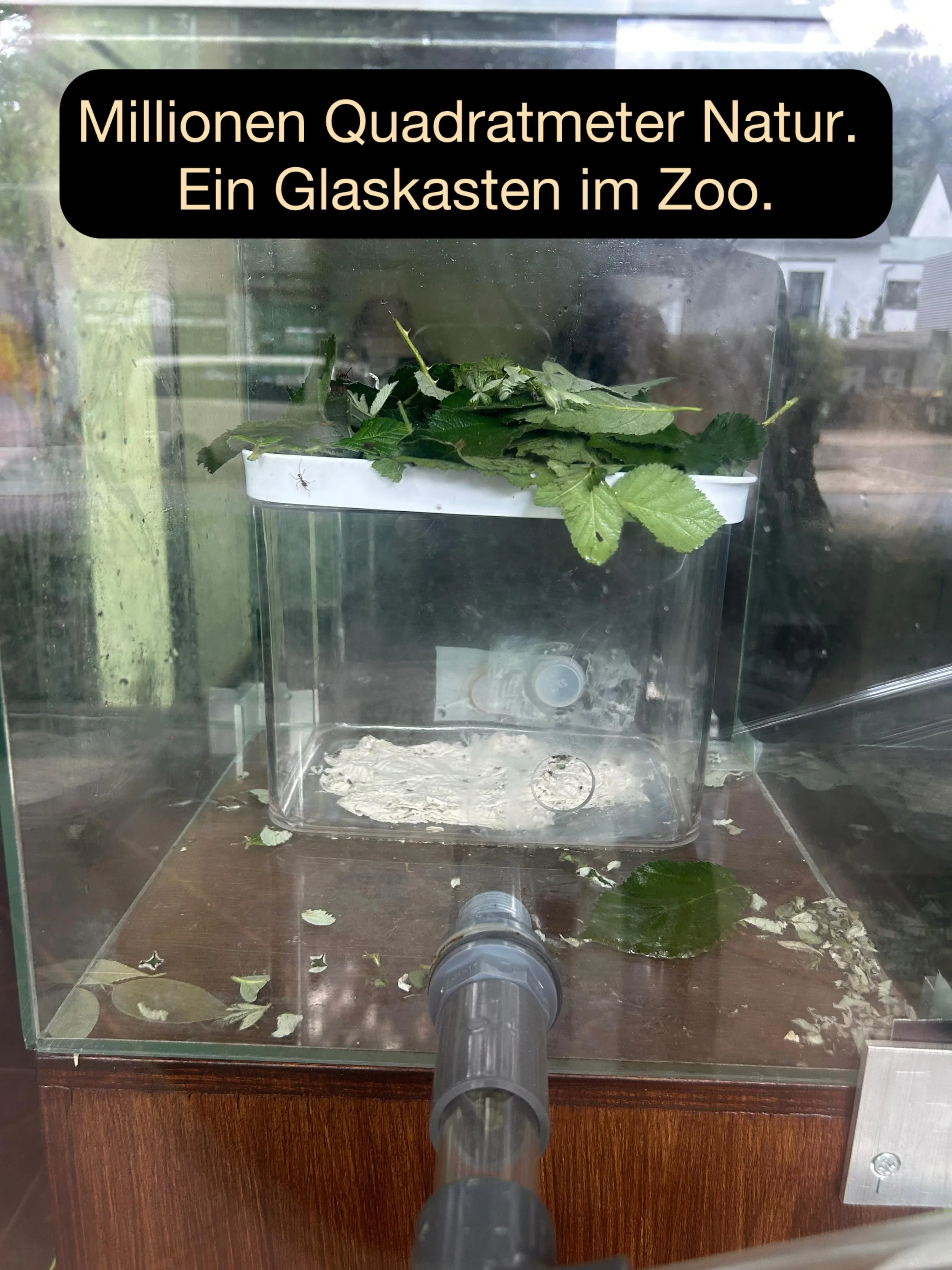 &bdquo;Kleine Tiere = kleines Leid?&ldquo;
Oder warum akzeptieren wir sowas einfach? Ist das artgerecht? Ist das Bildung? Sollten unsere Kinder mit dem Mindset aufwachsen, dass das richtig ist? 

Heute bin ich an einem Schaufenster vom Zoo Frankfurt 