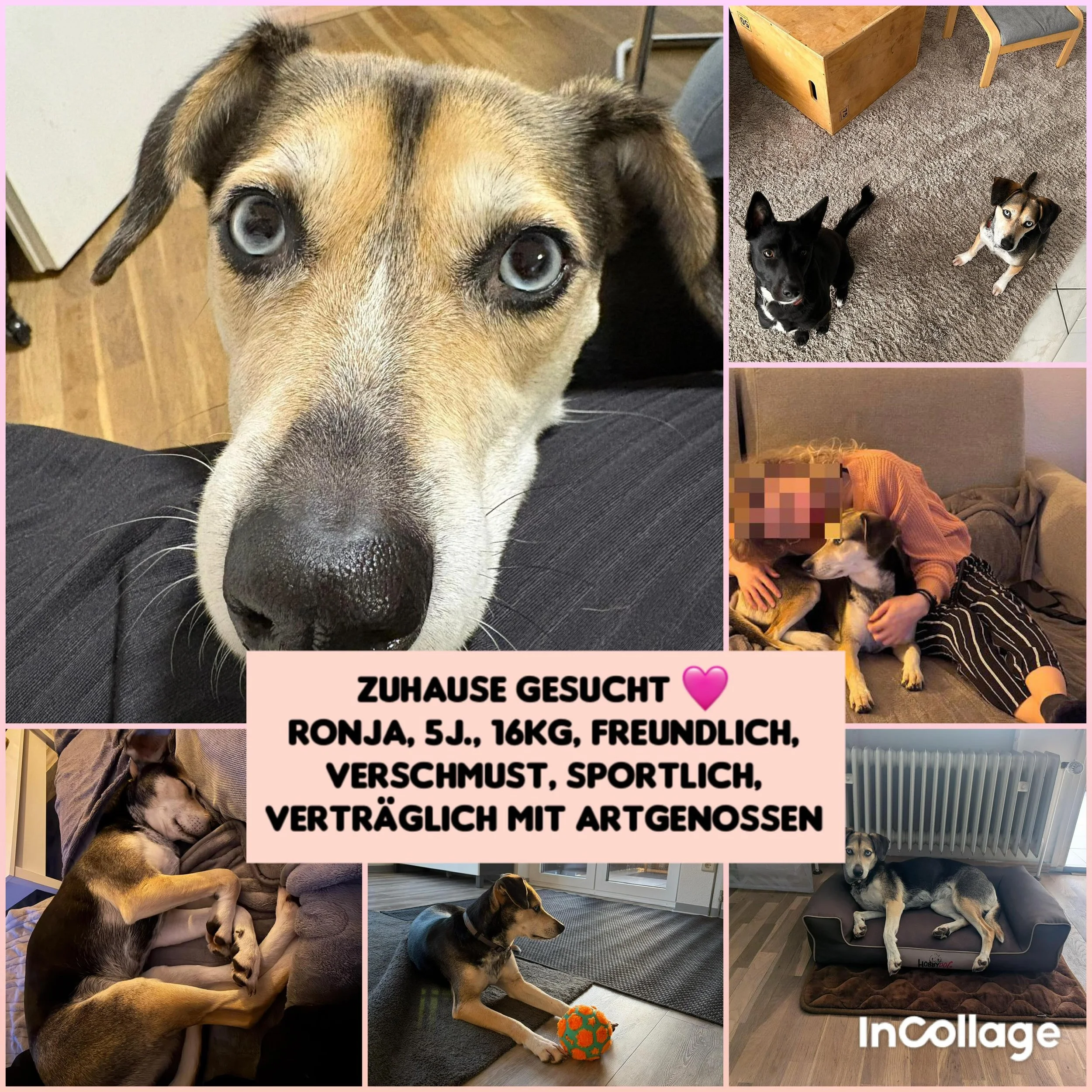 Blue Eye Ronja sucht ihr Zuhause oder eine Pflegstelle🩷

Ronja ist eine besondere H&uuml;ndin. Sie ist schlau, h&uuml;bsch und liebt ihren Menschen von ganzem Herzen. Drau&szlig;en hat sie ordentlich Power und liebt lange ausgiebige Spazierg&auml;ng