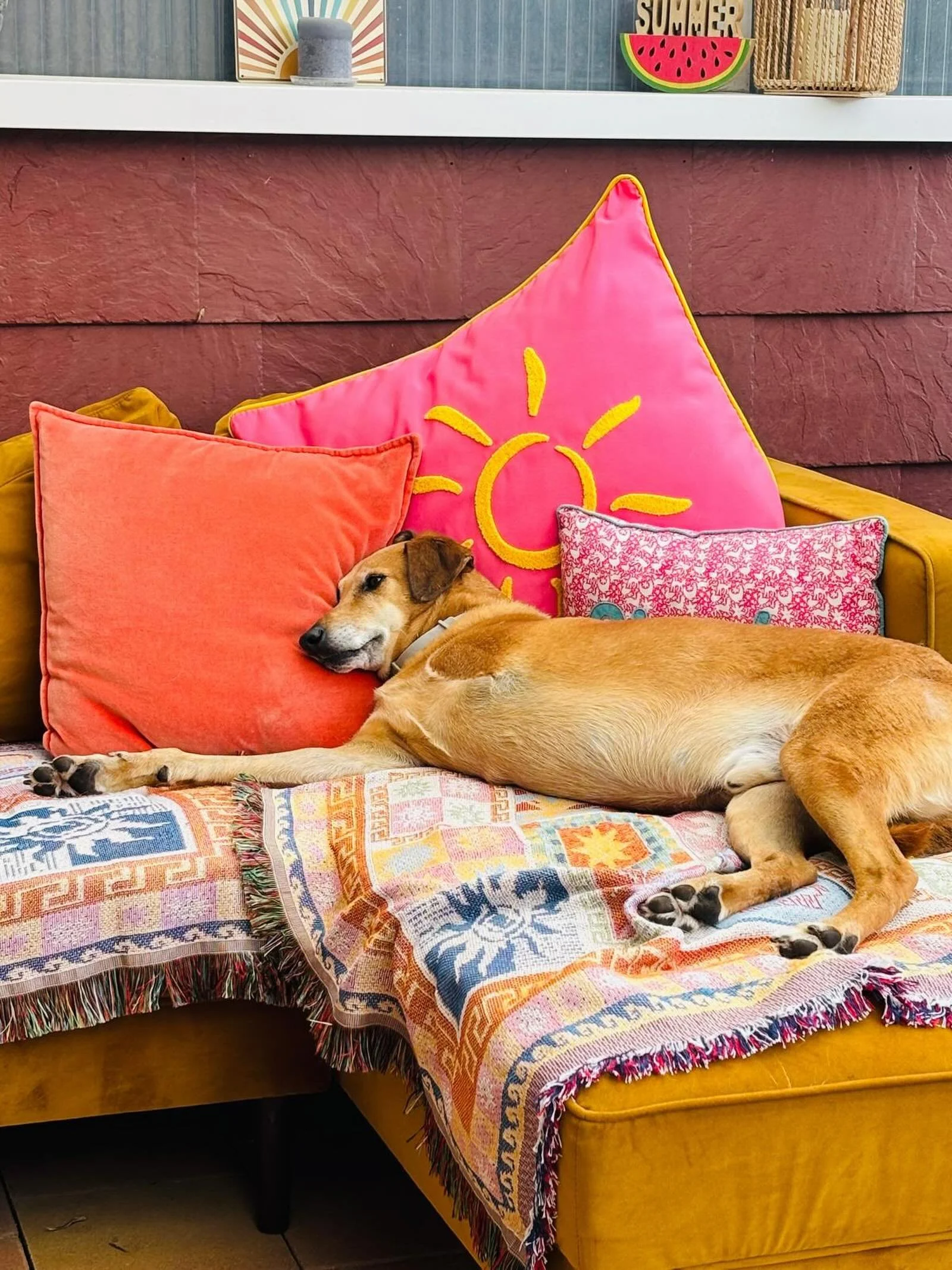 Manchmal frage ich mich, wer hier eigentlich wen rettet.

Wir Menschen glauben oft, wir seien diejenigen, die helfen. Die versorgen. Die heilen.

Doch dann begegnen wir Tieren. Z.B. Hunden. Hunden wie Hodgi.

Sein Bein war so schwer verletzt, dass es