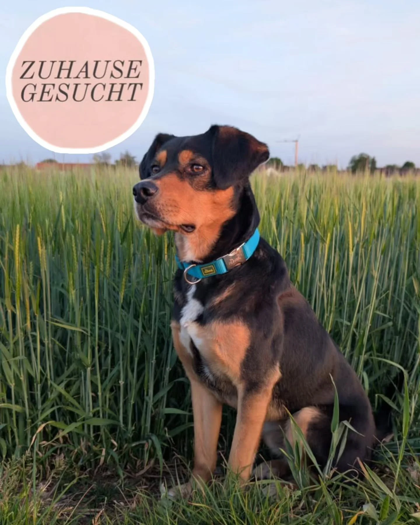 Zako sucht endlich sein F&uuml;r-Immer-Zuhause ❤️

Zako ist ein sehr menschenbezogener, lebensfroher Begleiter, der jeden Spaziergang und jedes kleine Abenteuer in der Natur liebt. Genauso gerne liegt er abends dicht bei seinen Menschen und genie&szl