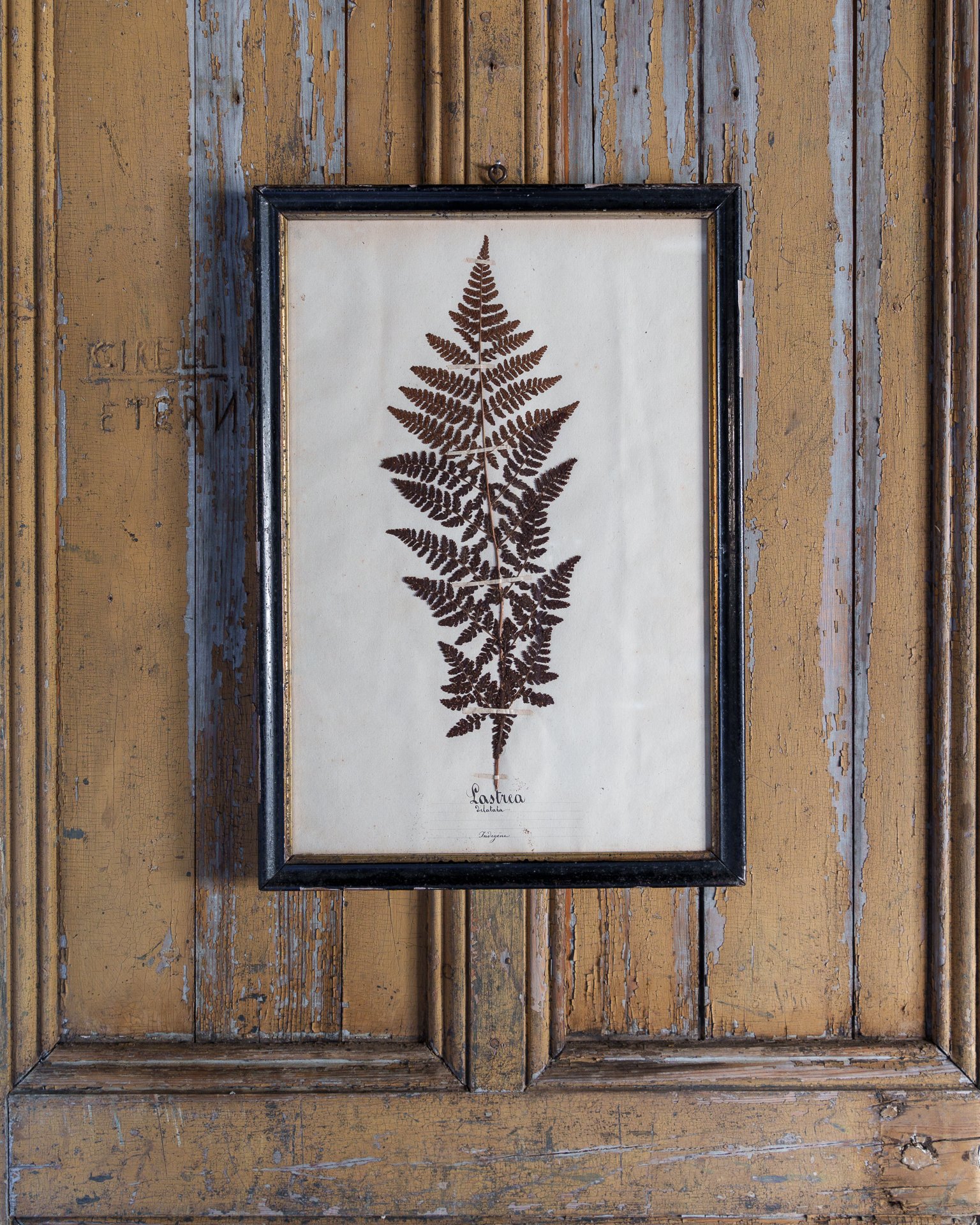 Fern
