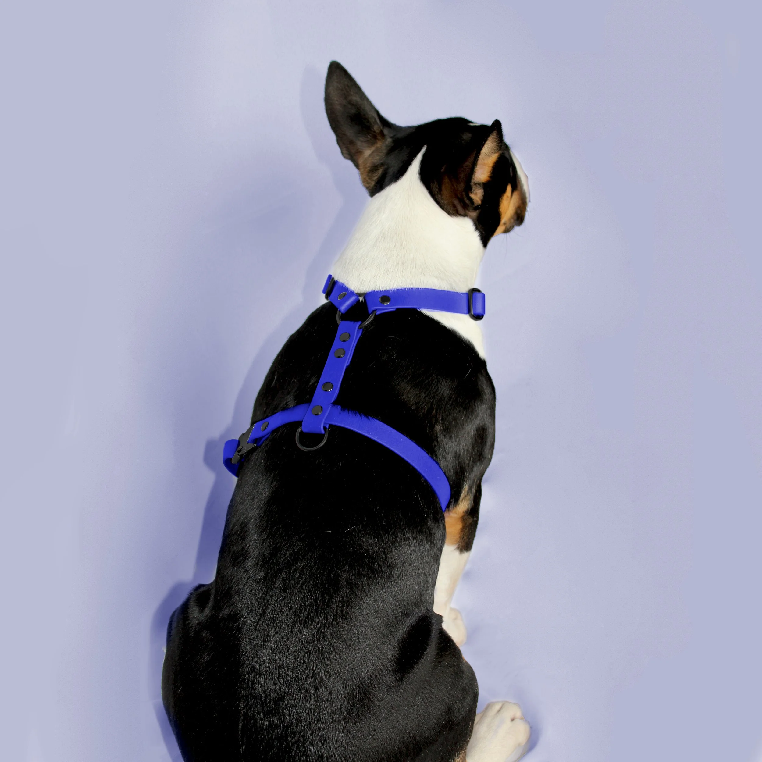 harnais classique standard Téri bleu noir.jpg