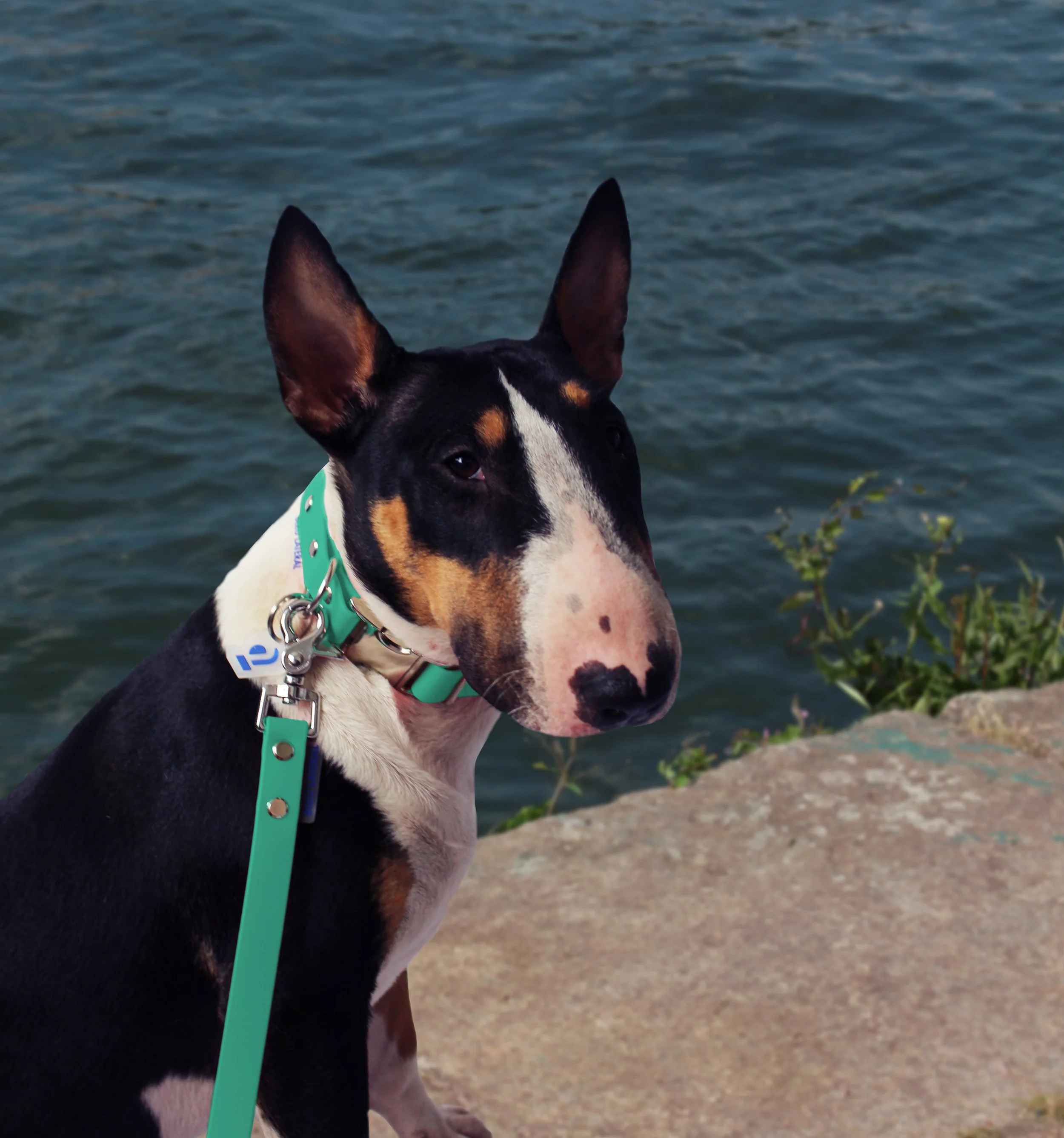 collier de chien clip metal acier vert devant la seine.jpg