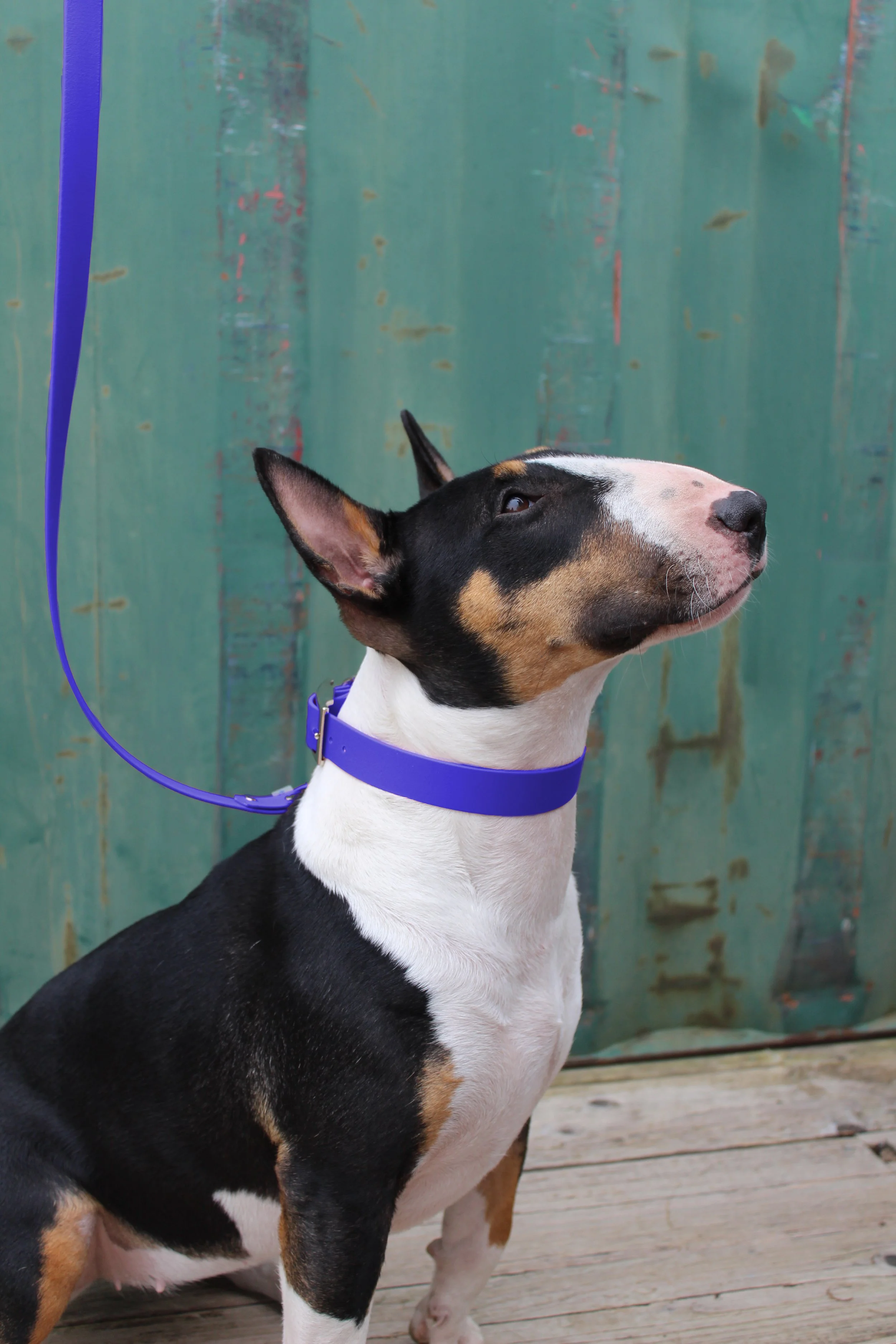 laisse uni chien impermeable resistant biothane bleu electrique.jpg