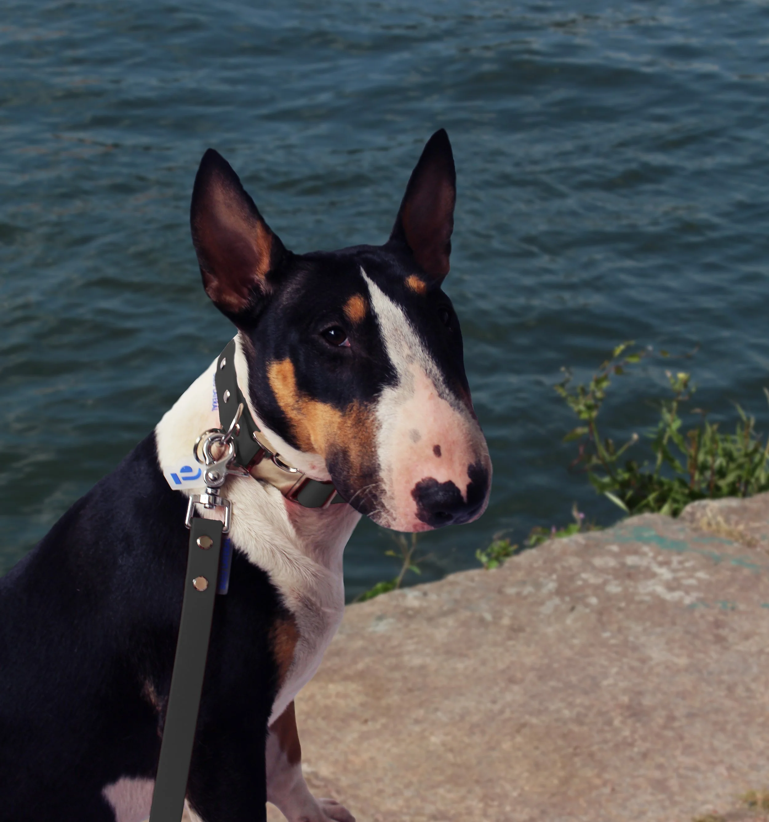 collier de chien clip metal acier noir devant la seine.jpg