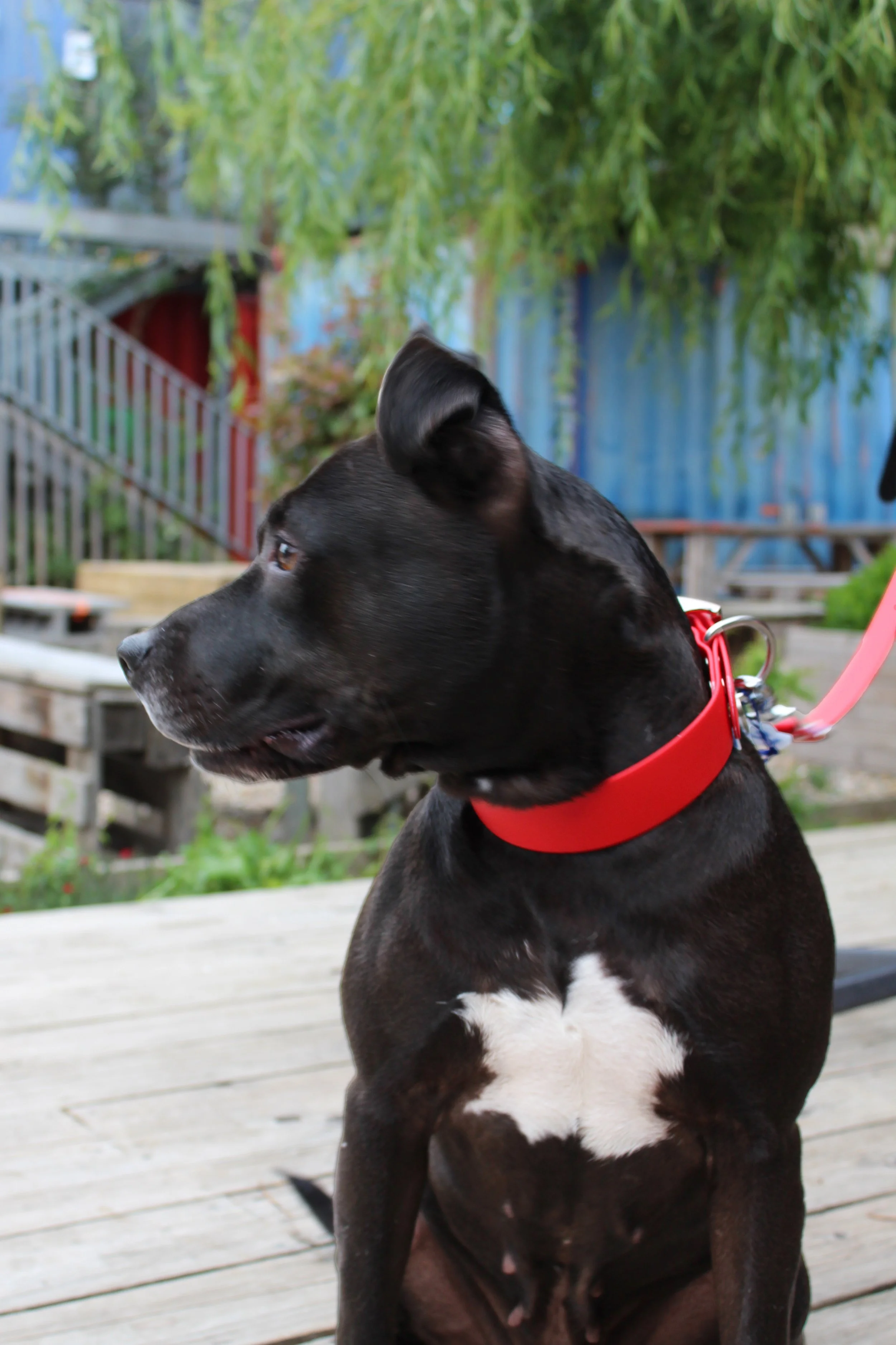 COLLIER 38 LARGE.jpg