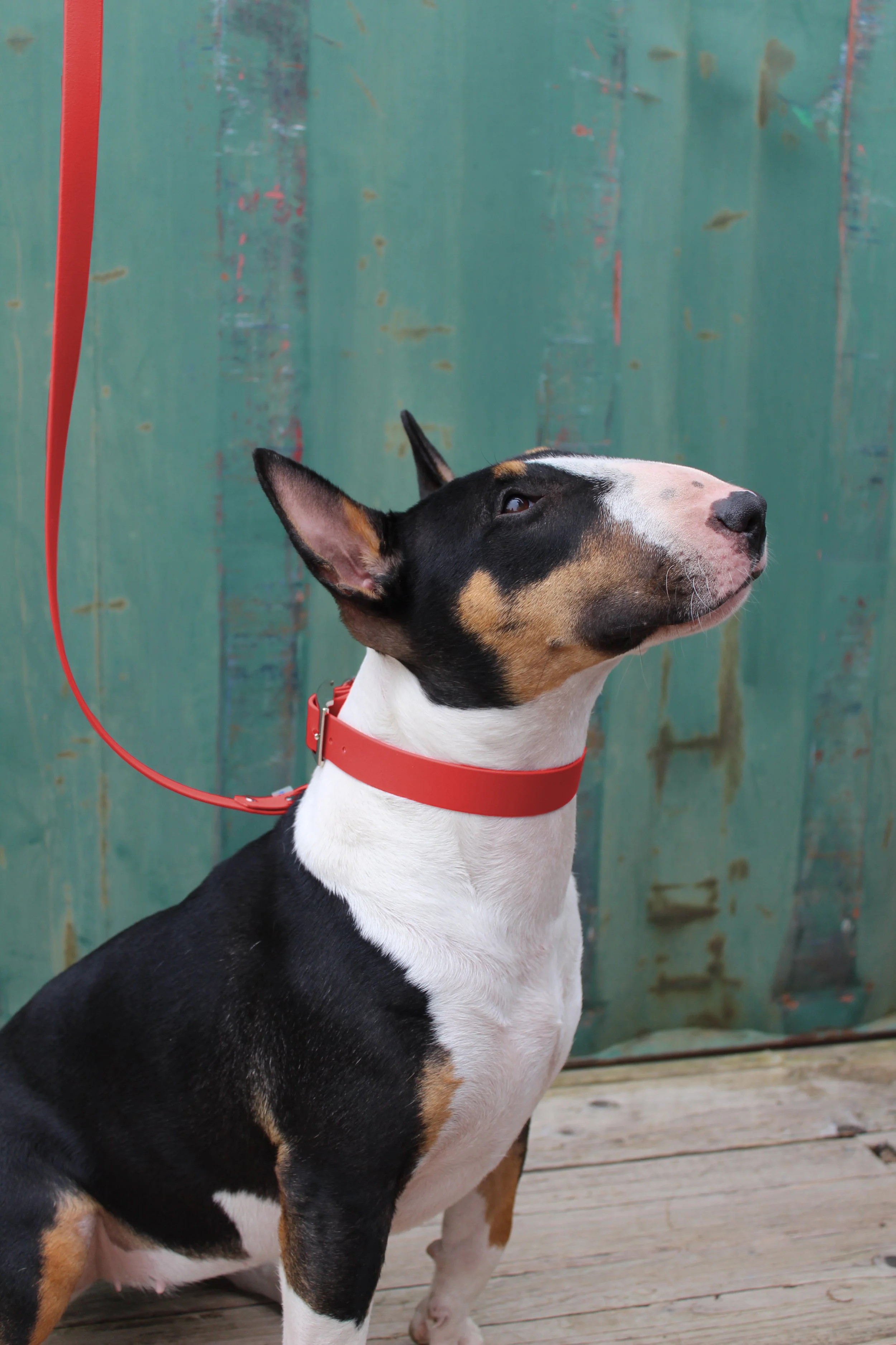 laisse uni chien impermeable resistant biothane rouge.jpg