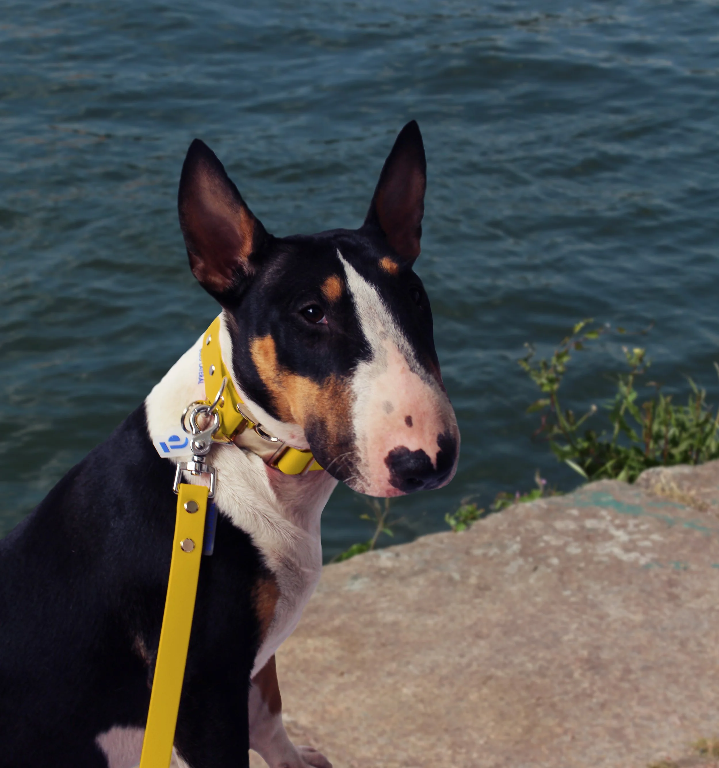 collier de chien clip metal acier jaune devant la seine.jpg