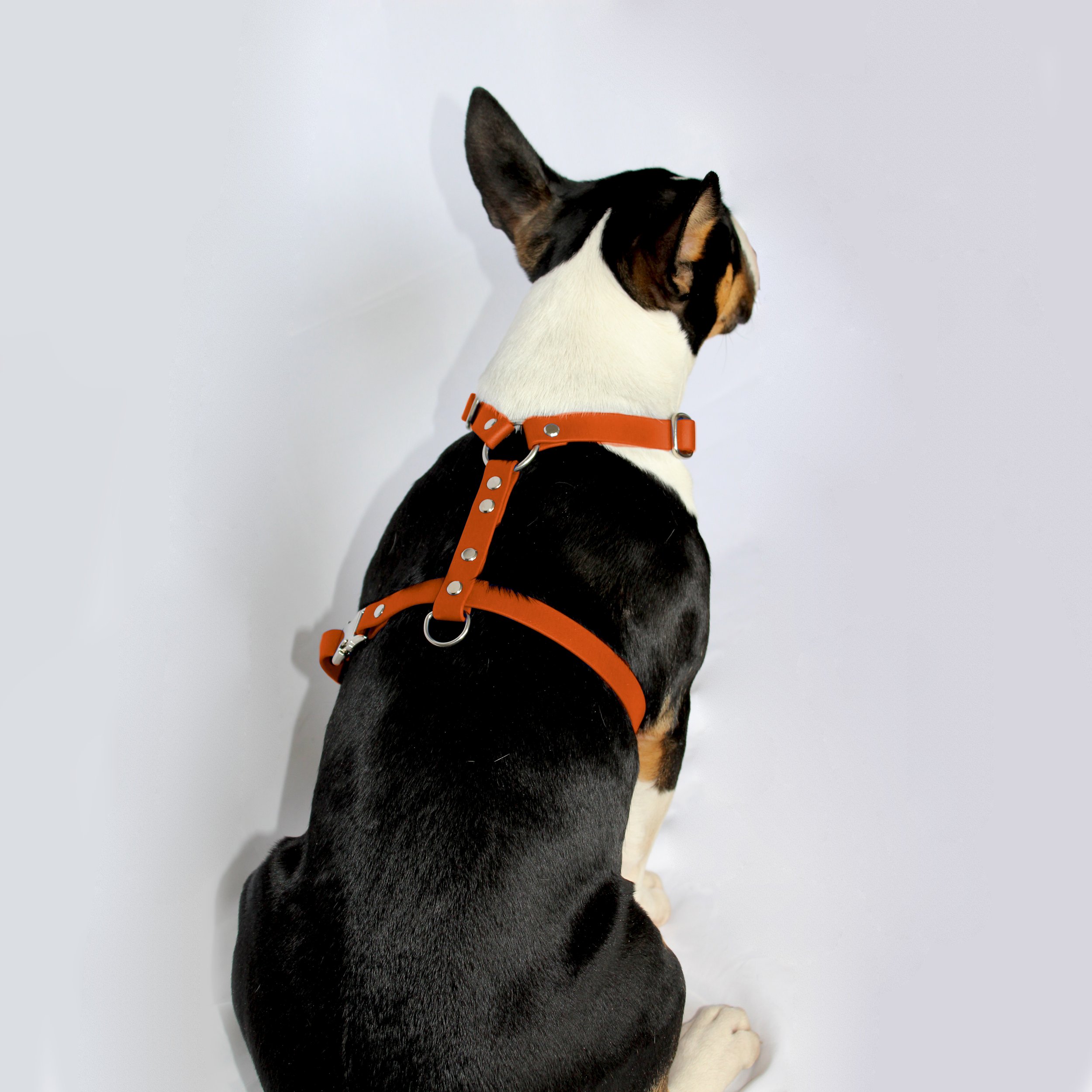 Harnais classique orange 2.jpg