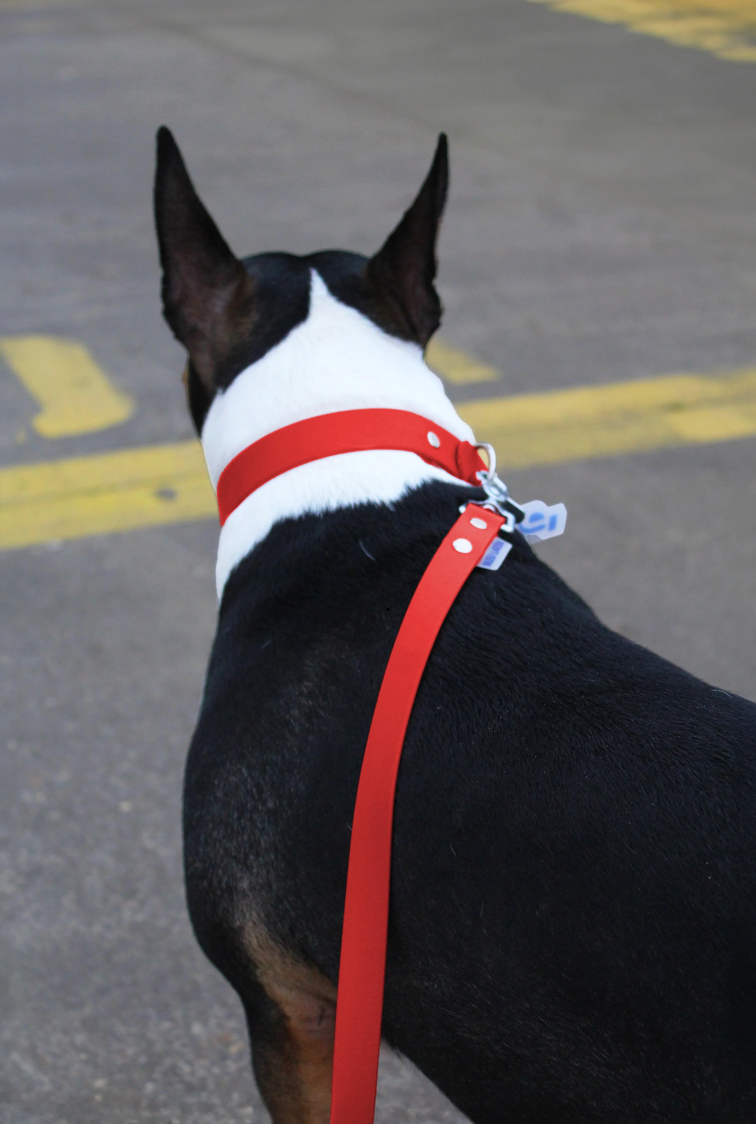 laisse uni chien impermeable resistant biothane rouge acier.jpg