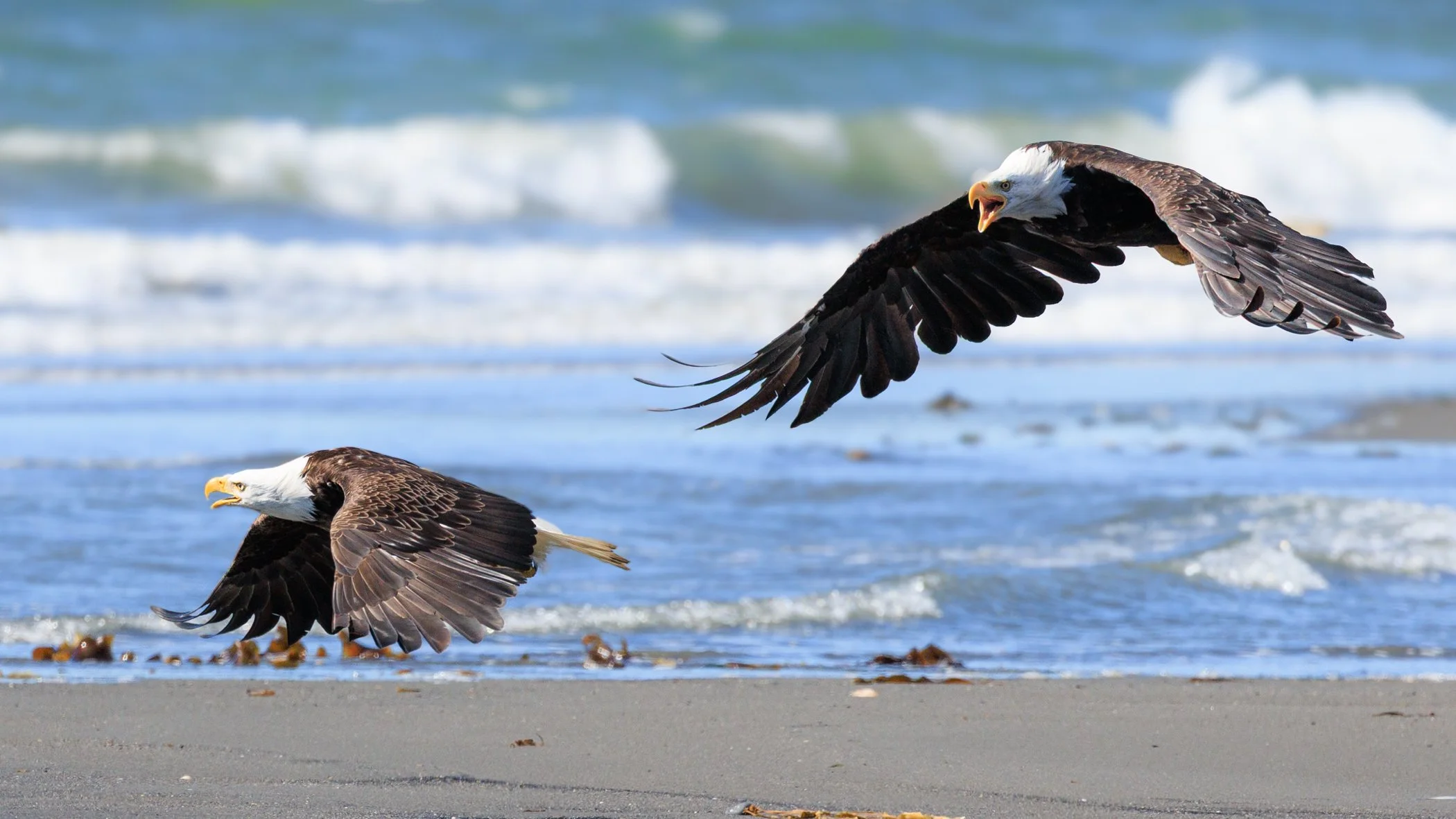 Flight of the Valkyries.jpg
