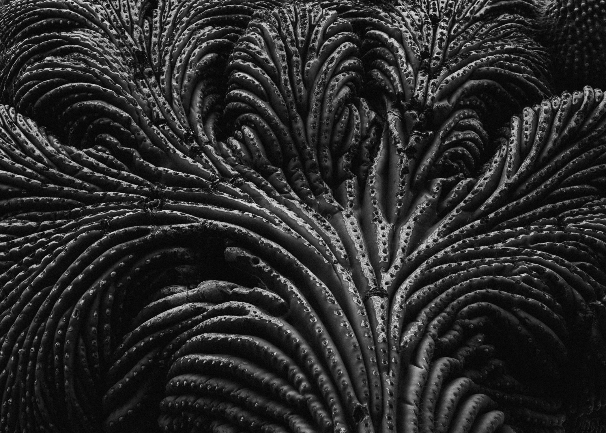 Cordyceps Saguaro.jpg