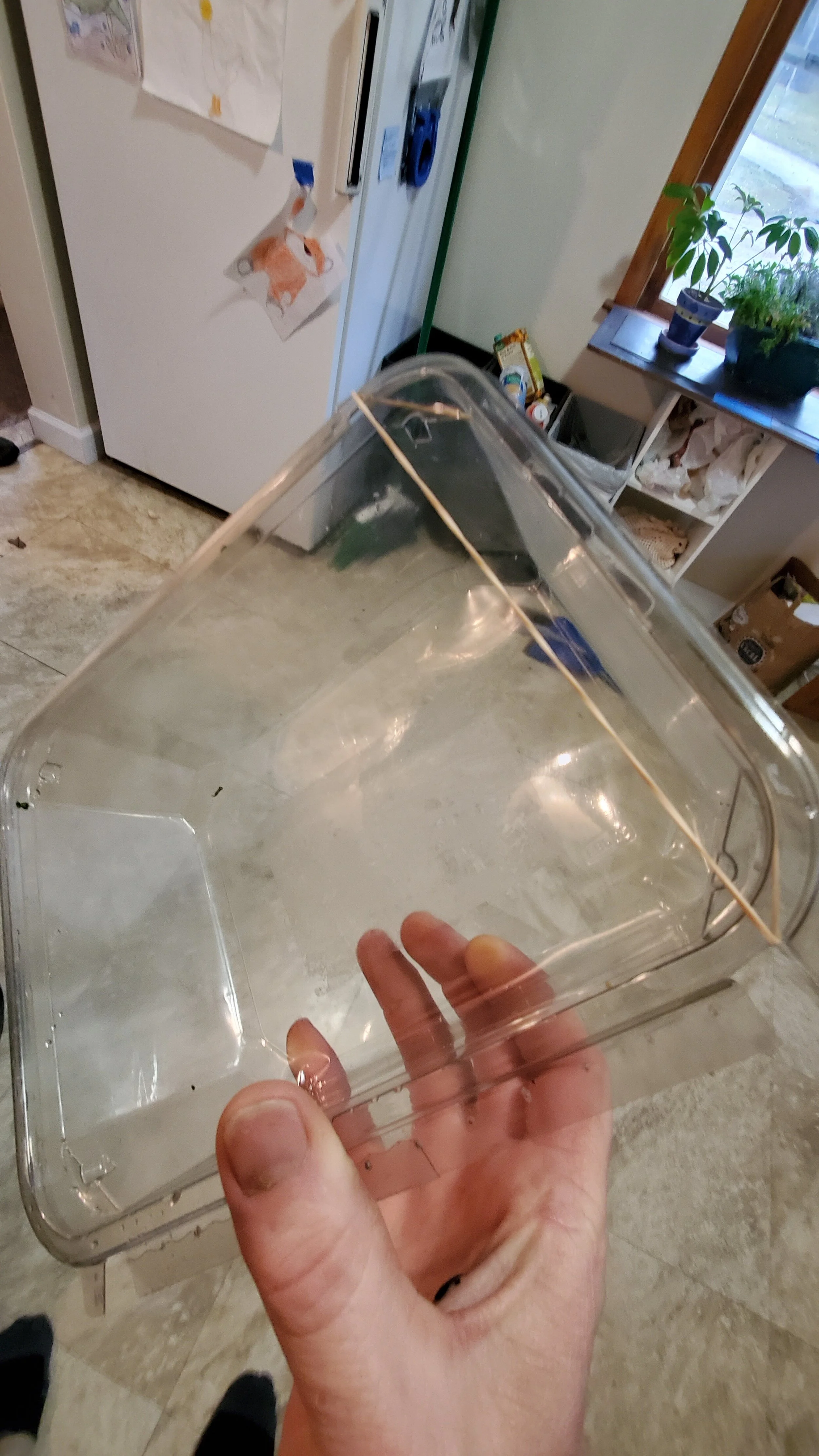 A clear plastic container being held by a person's hand in a kitchen with a refrigerator, window, and plants visible in the background.