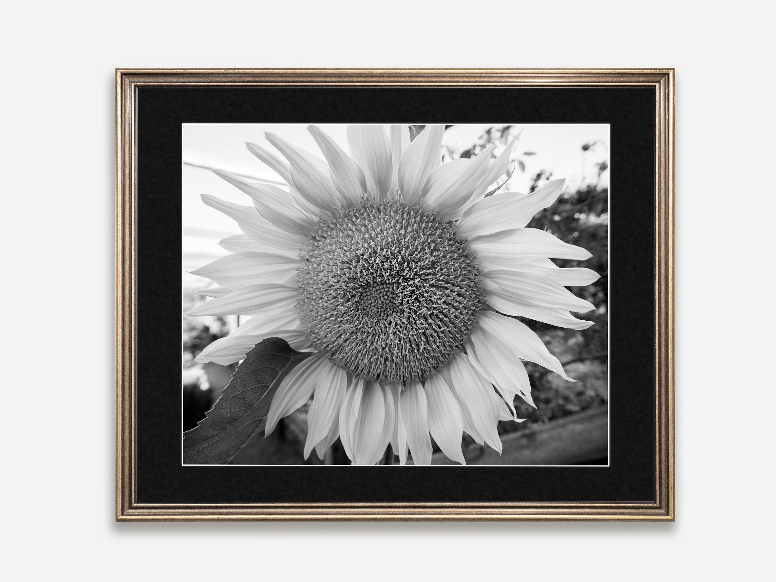 AdobeStock_746506688 Sunflower.jpg
