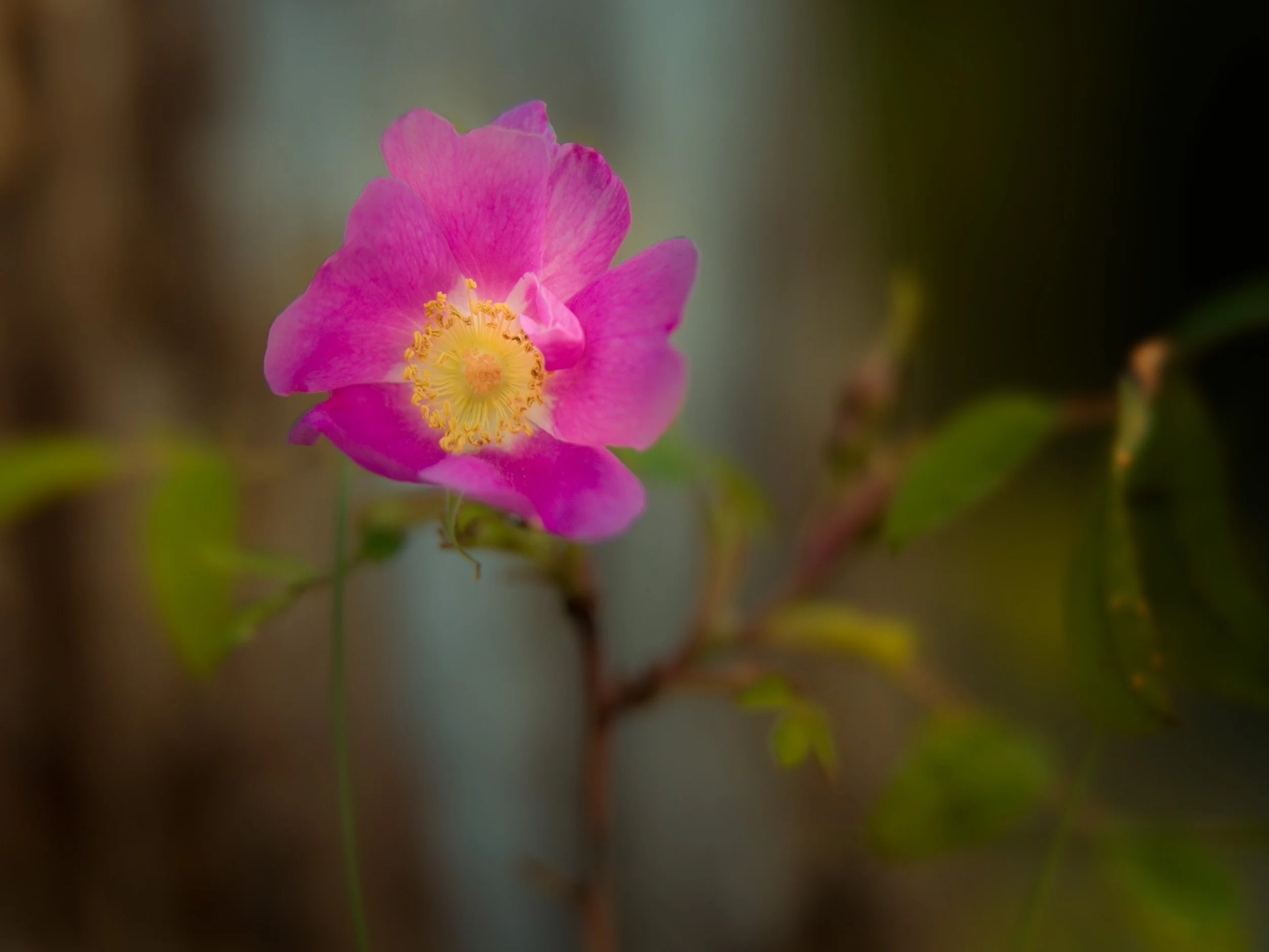 26-0622 X2DII 0659.jpg