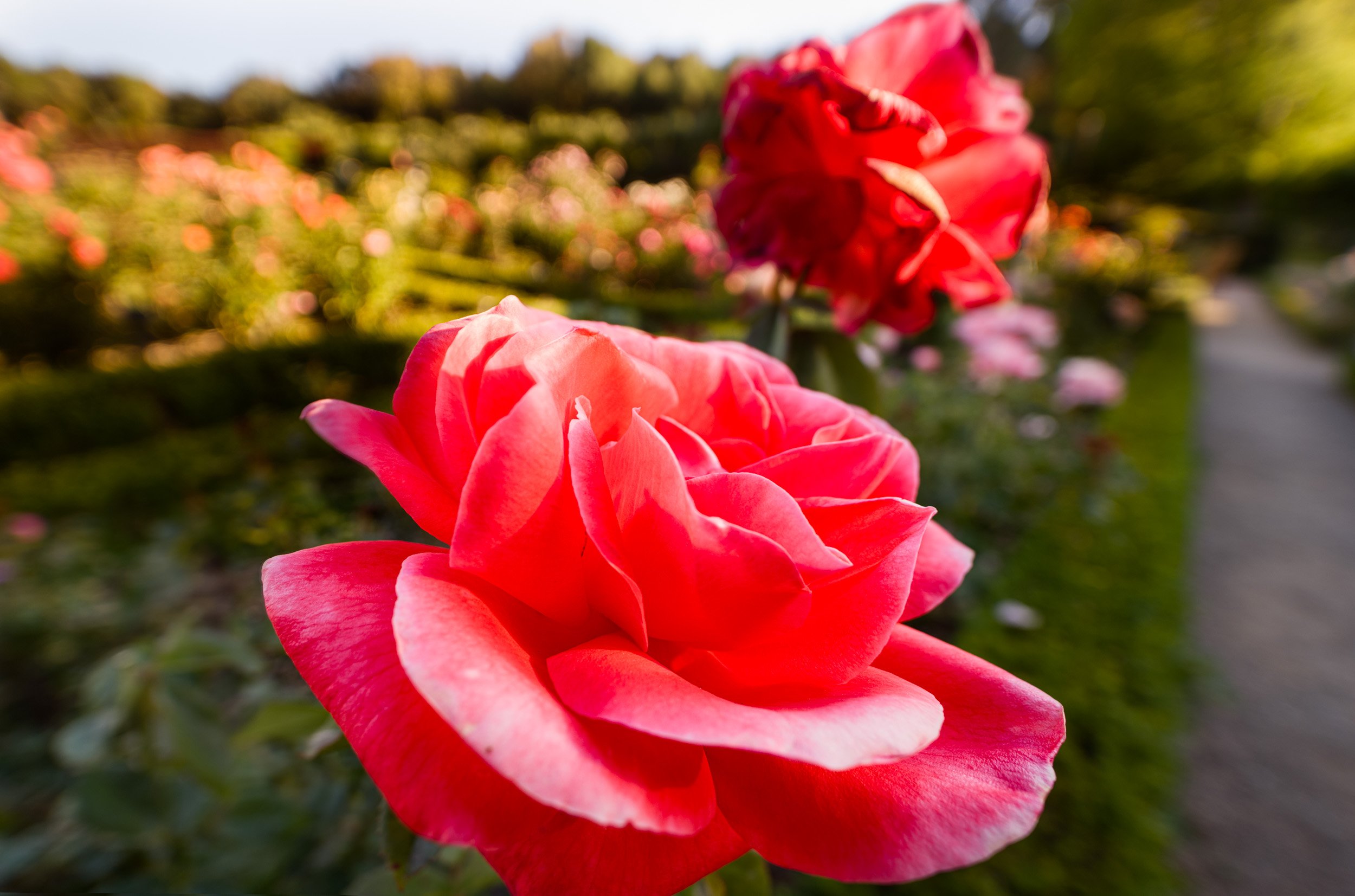 Filoli – Summer