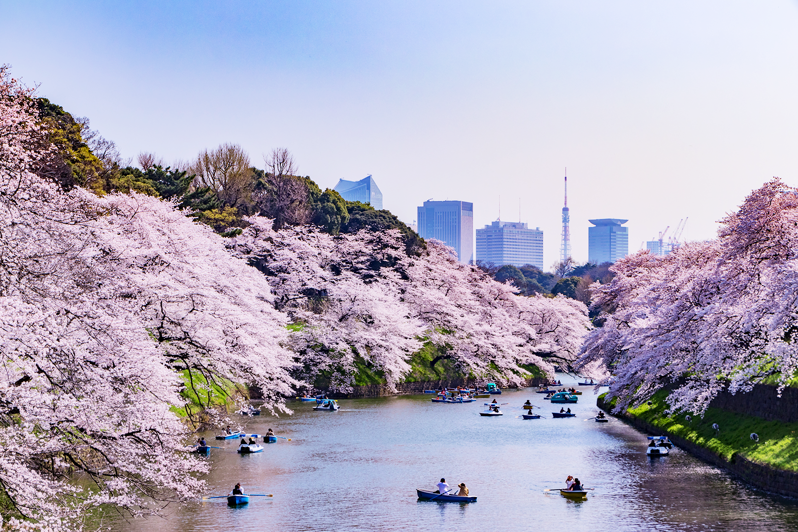 The 3 Great Cherry Trees of Japan — Travel Japan with Amnet