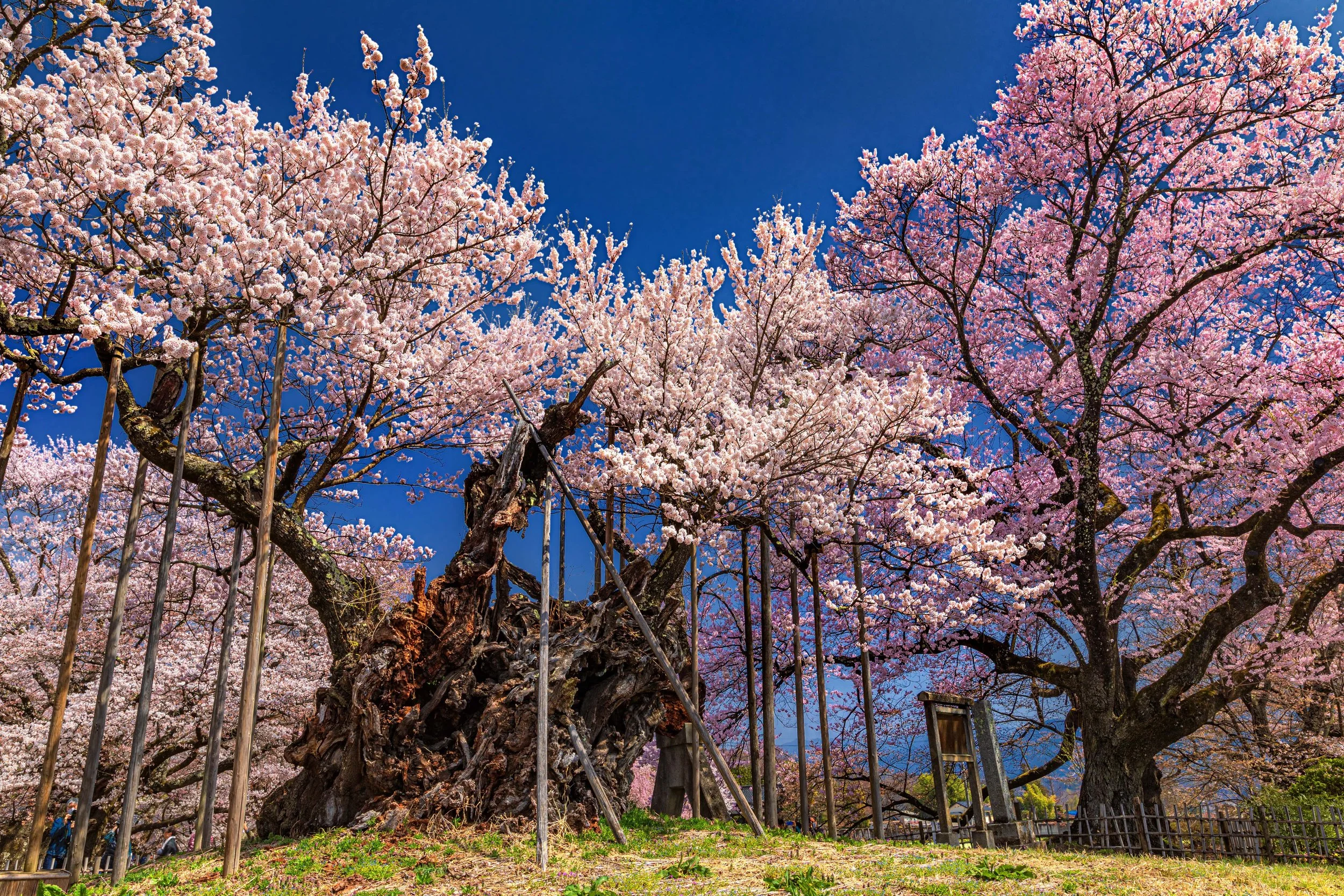 The 3 1 Great Sakura Cherry Blossom Trees Of Japan Travel Japan With 