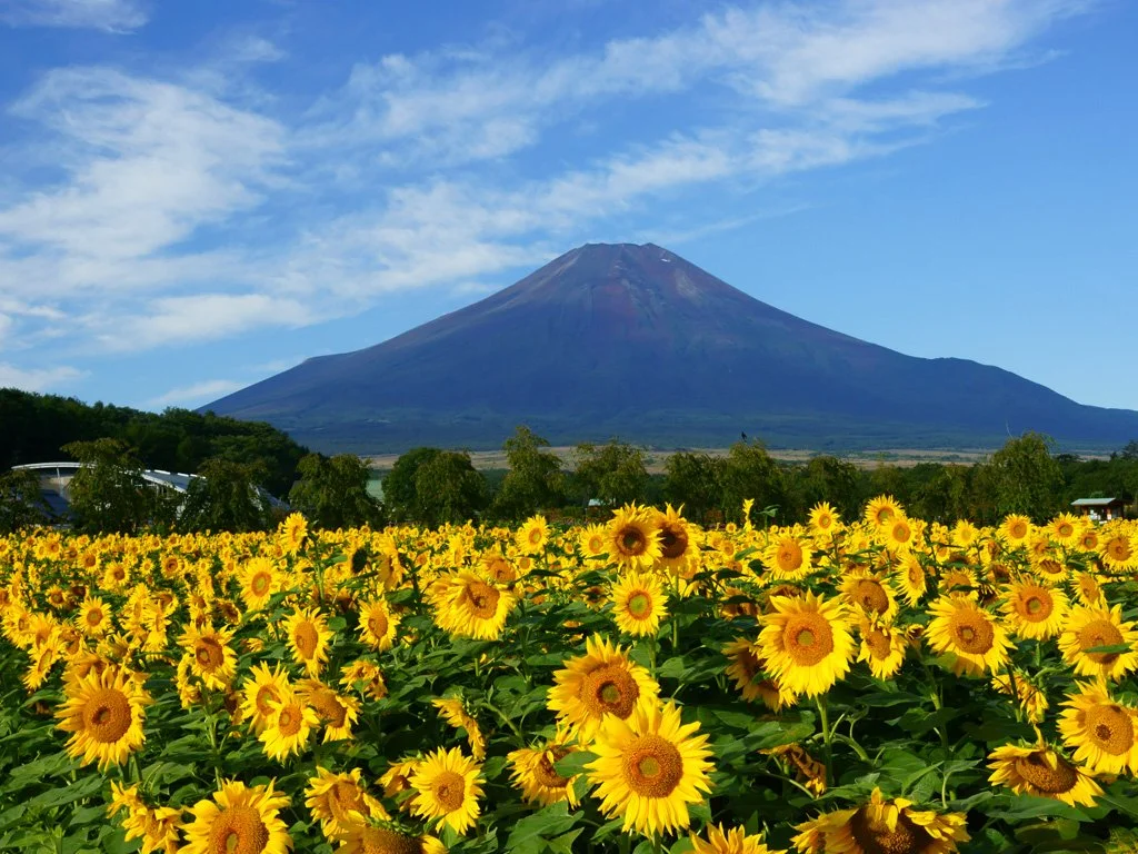 fuji353.jpg