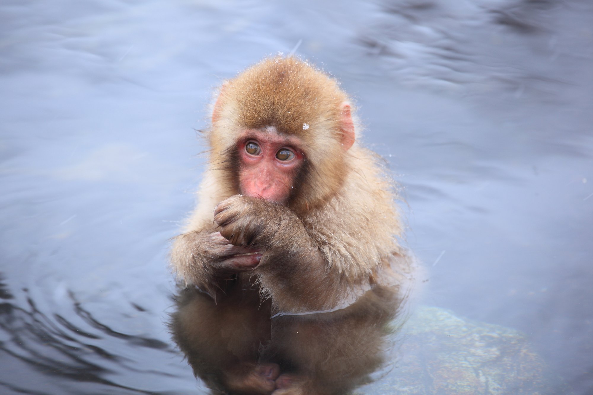 snowmonkey2.jpg