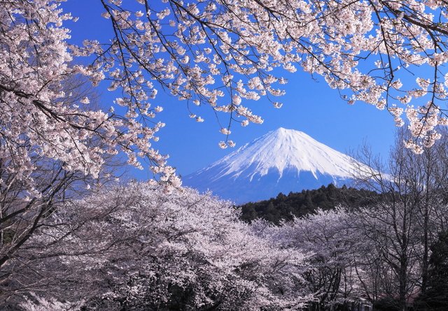 Fuji Cherry.jpg