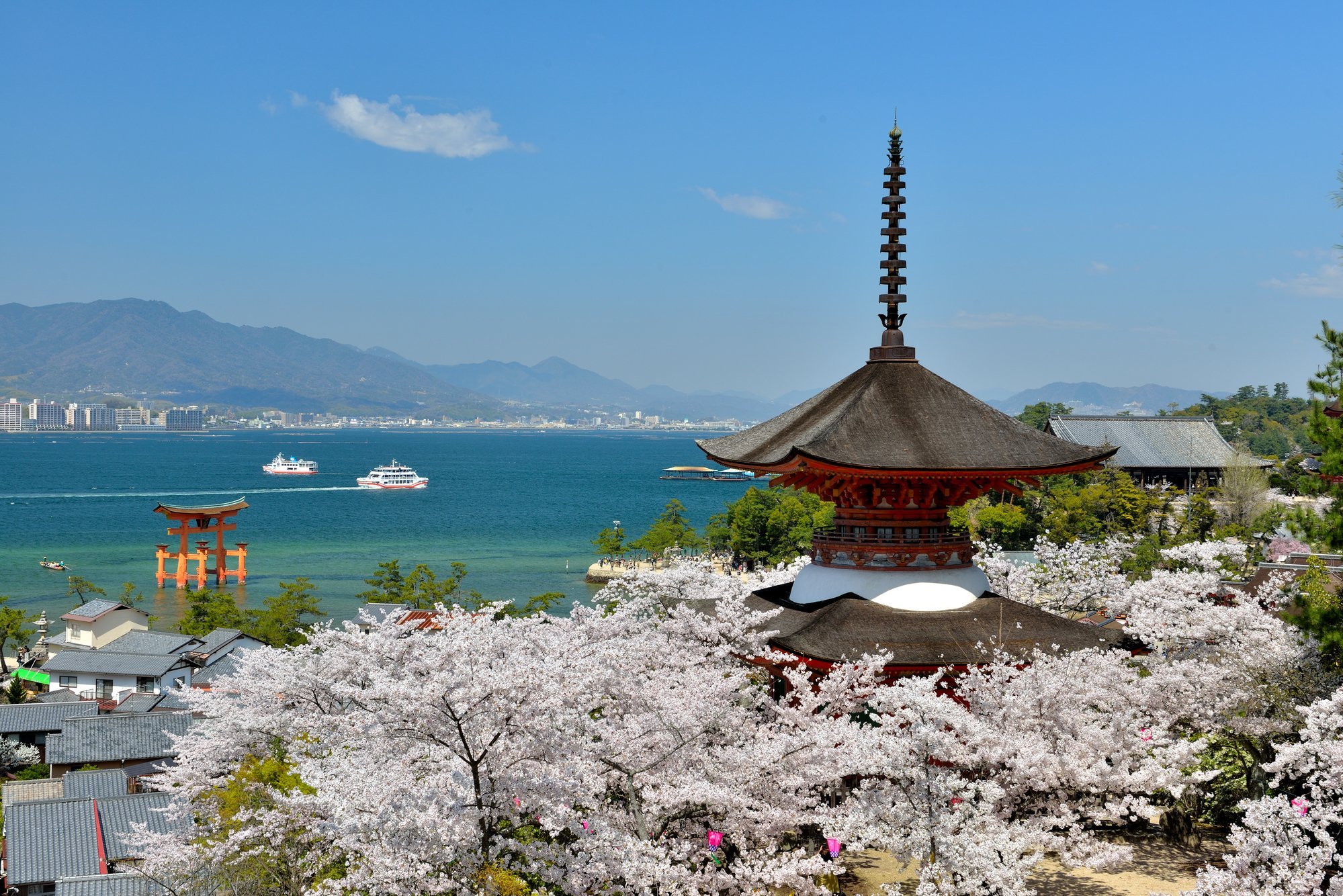 South japan. Sakura Miyajima.