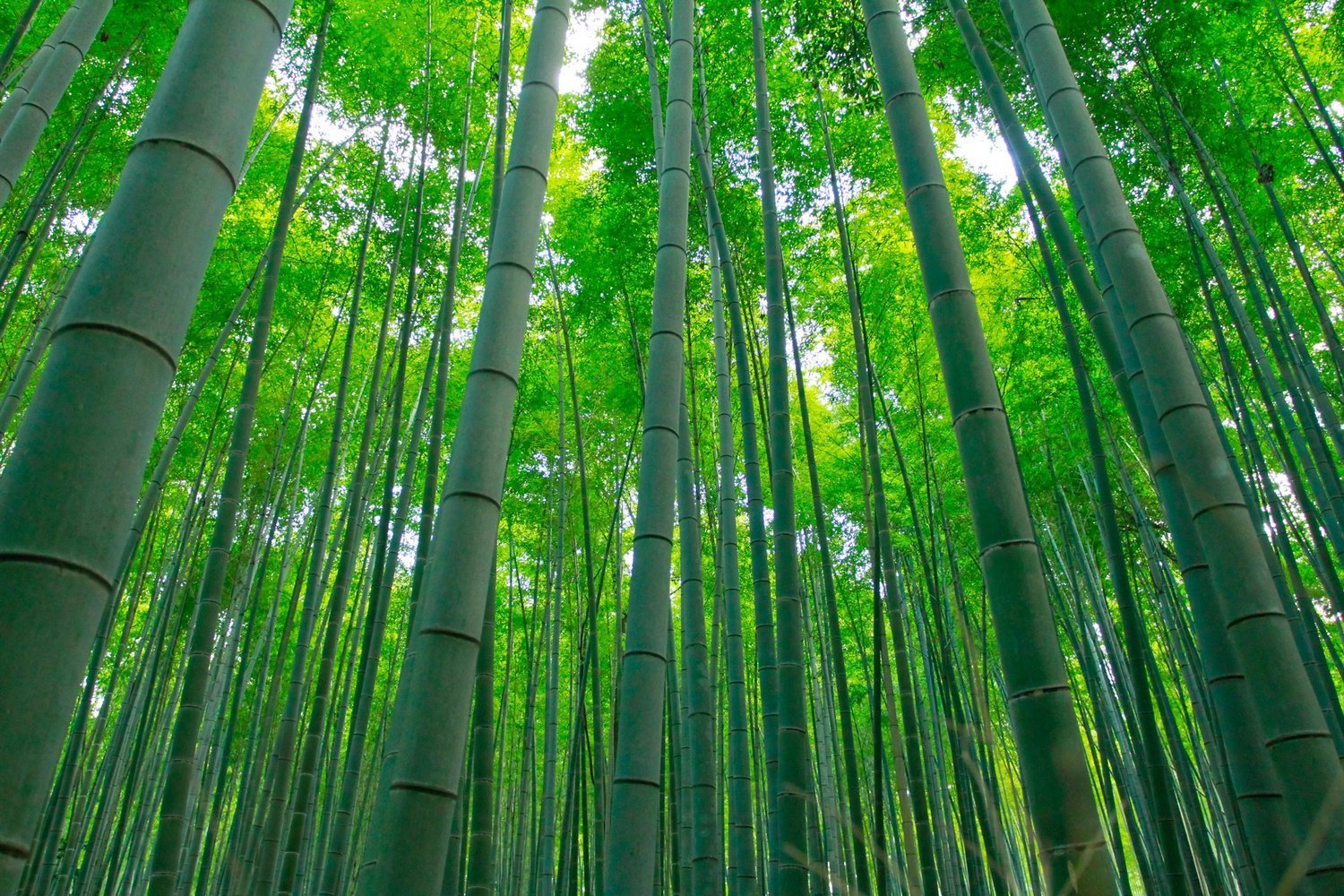 Kyoto+summer1.jpg