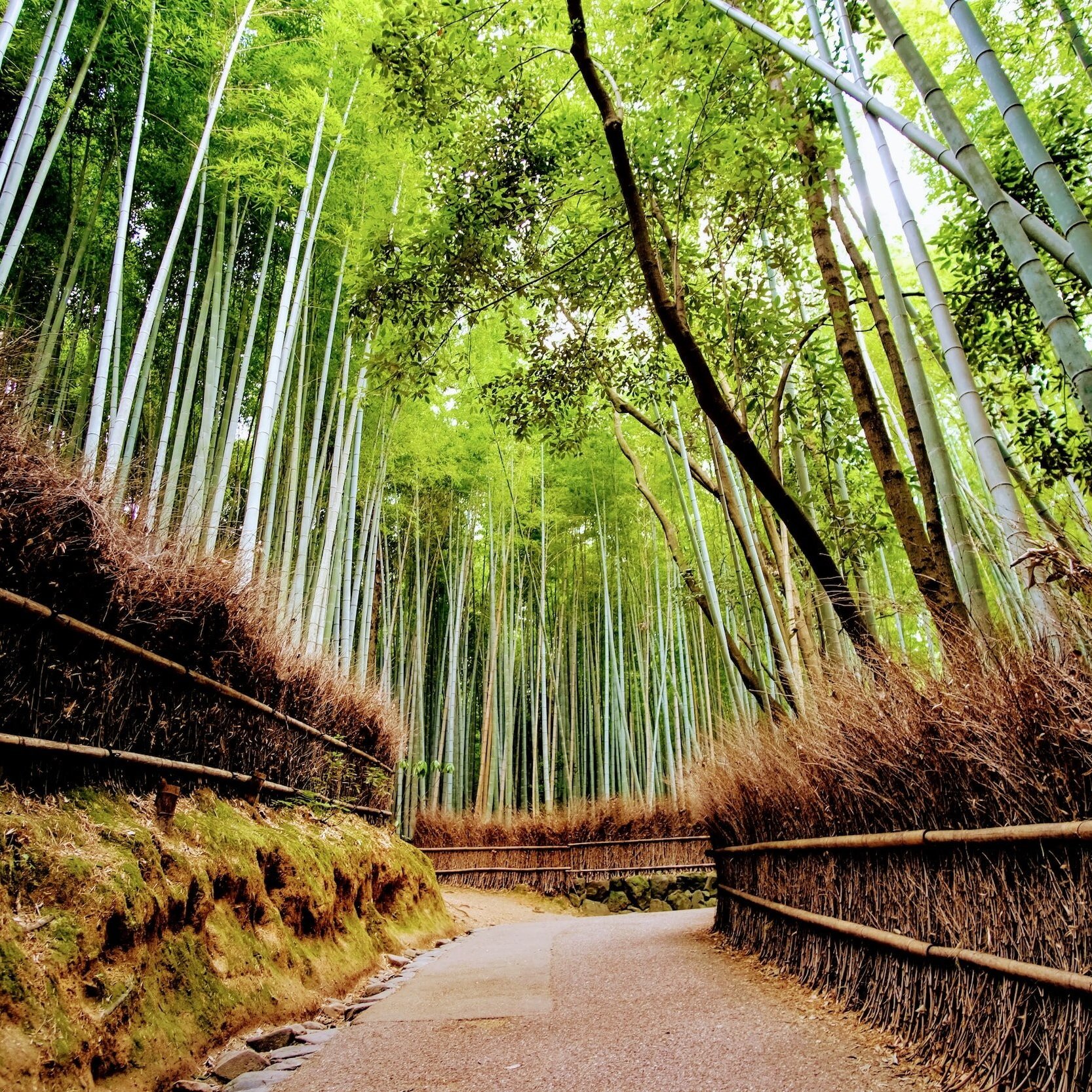 Bamboo Grove