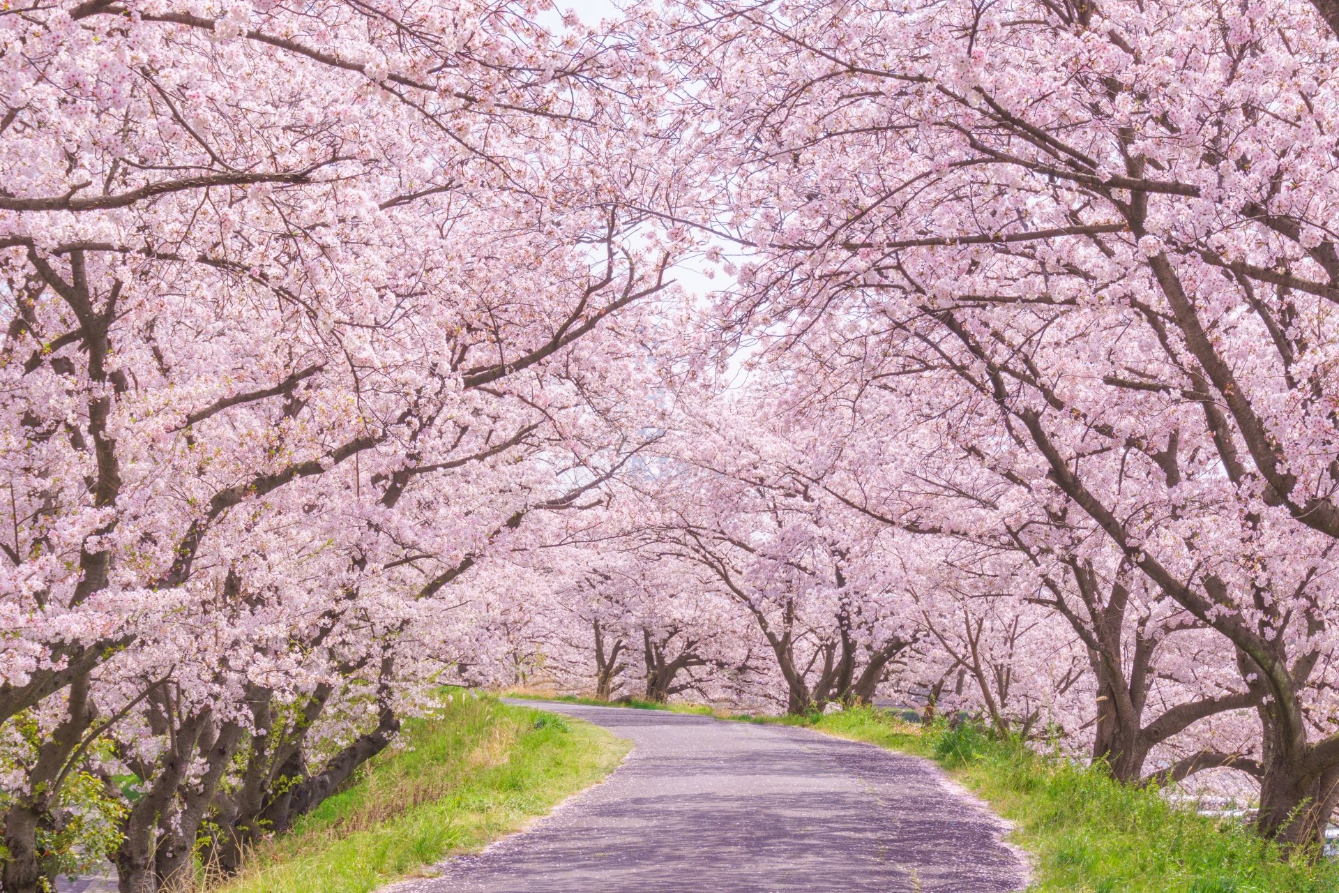 Cherry Blossom Forecast 2023 — Travel Japan with