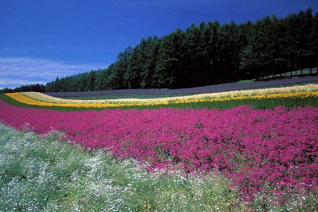 Hokkaido1.jpg