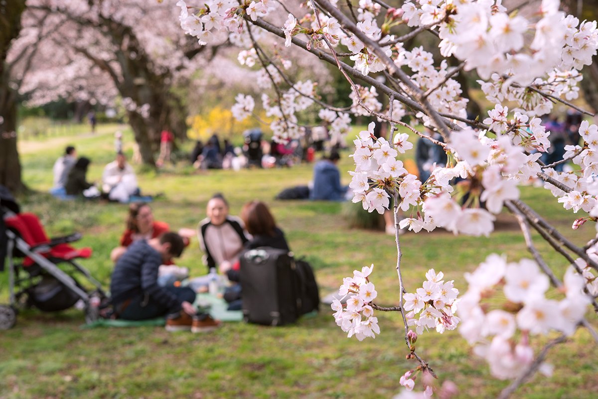 A Handy Guide To Viewing Cherry Blossoms In Japan 2023 — Travel Japan 
