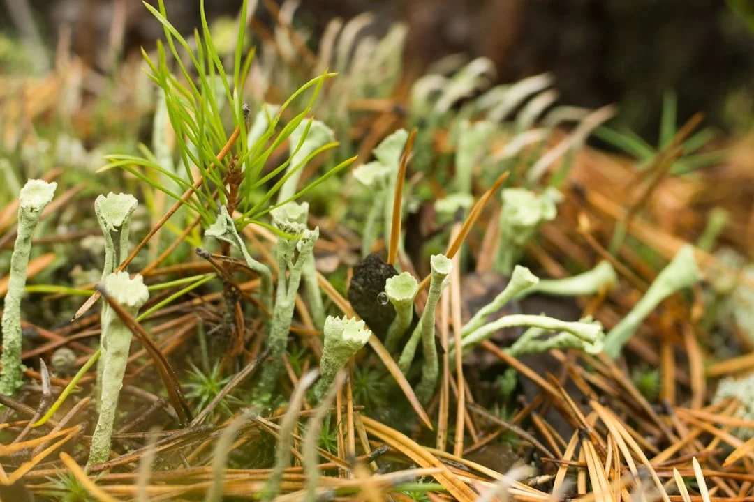 Stop the Invasion with the Best Selective Crabgrass Herbicides