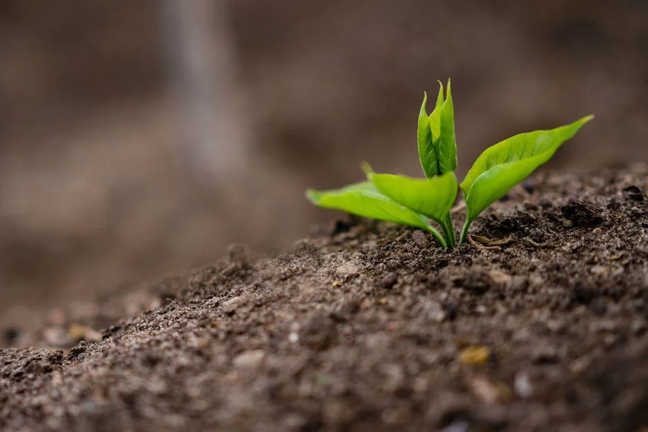 Why Your Autumn Lawn Needs the Best Fertilizer for New Grass Seed