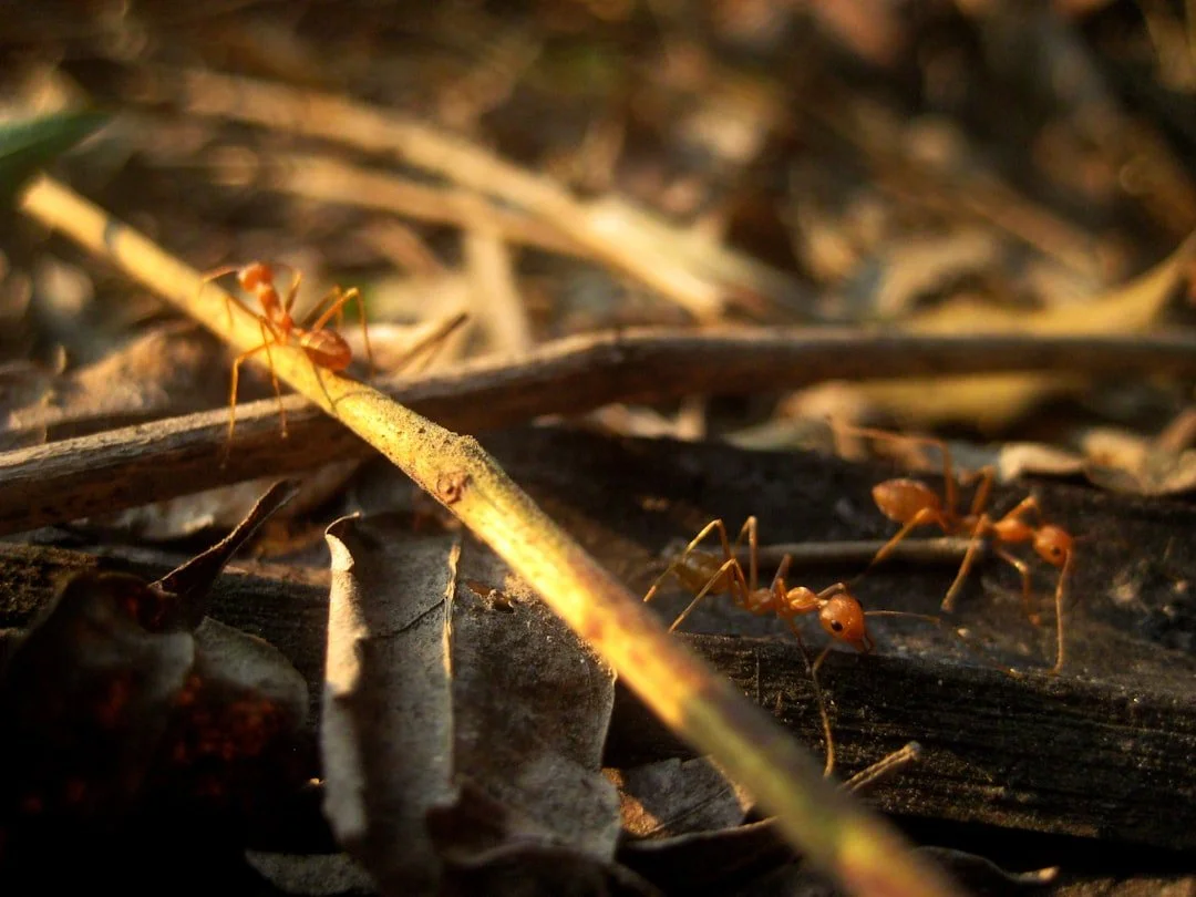 Don't Get Burned by Using the Best Way to Kill Fire Ants