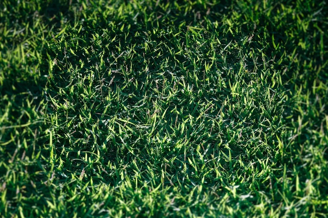 Top Rated Crabgrass and Weed Killers for a Pristine Lawn