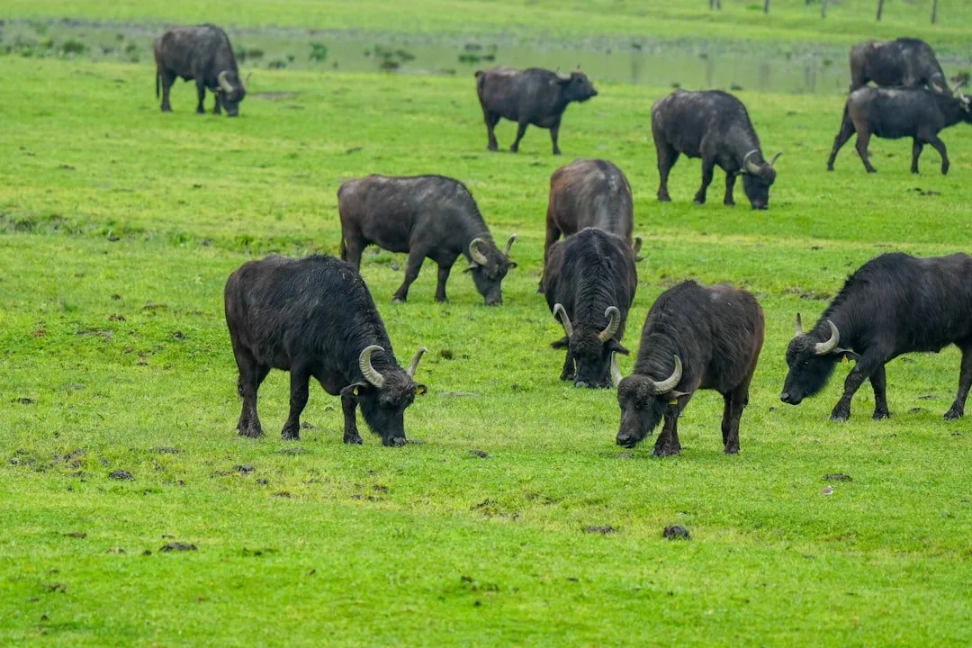 How to Choose the Best Buffalo Fertiliser for Your Yard