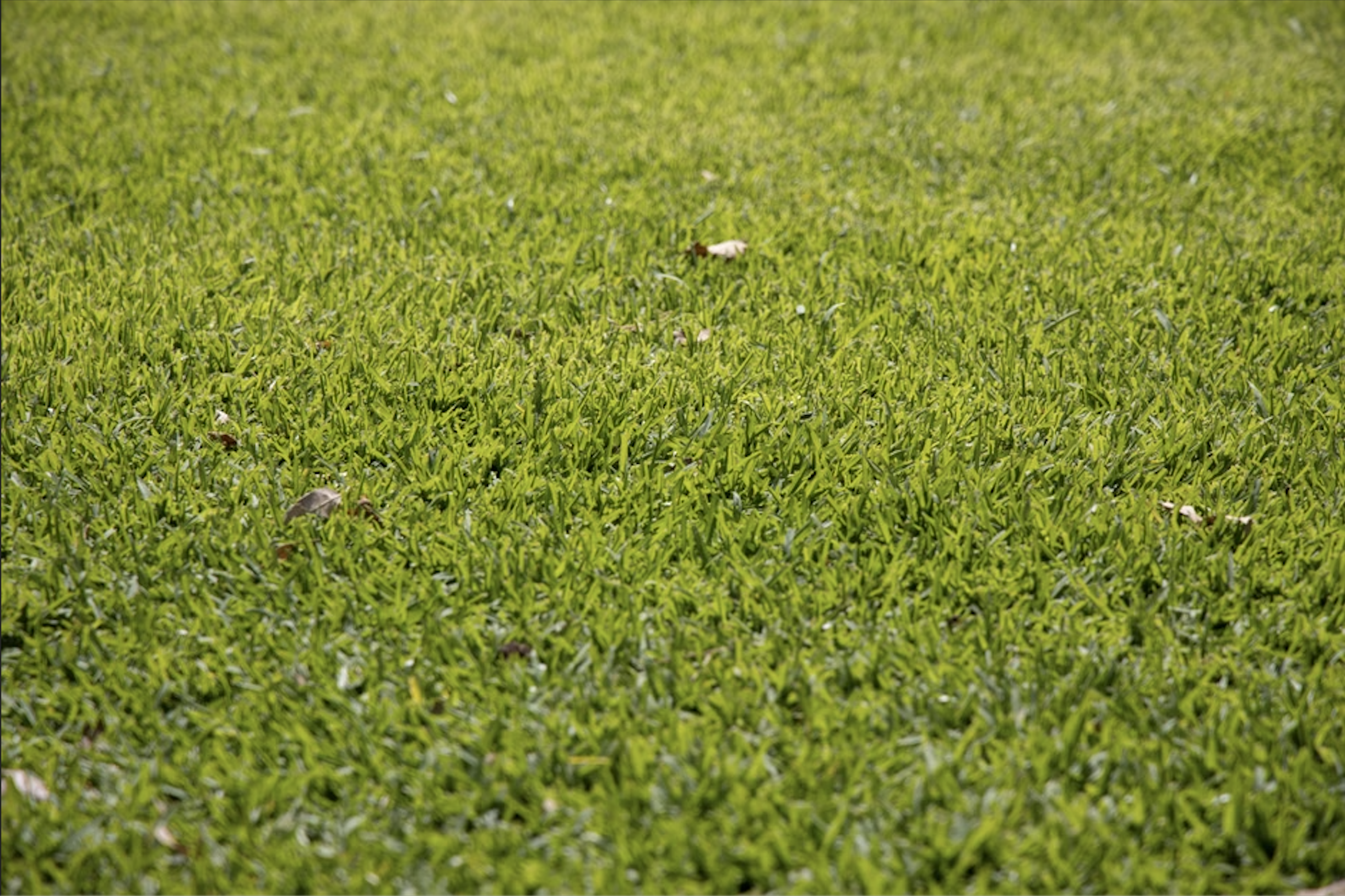How to Feed Your Kikuyu for Maximum Spread