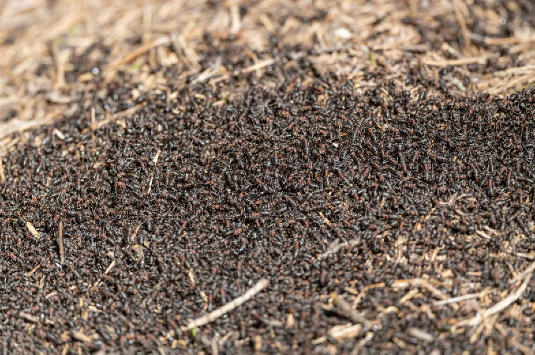 Your Guide to Winning the Great Ant War