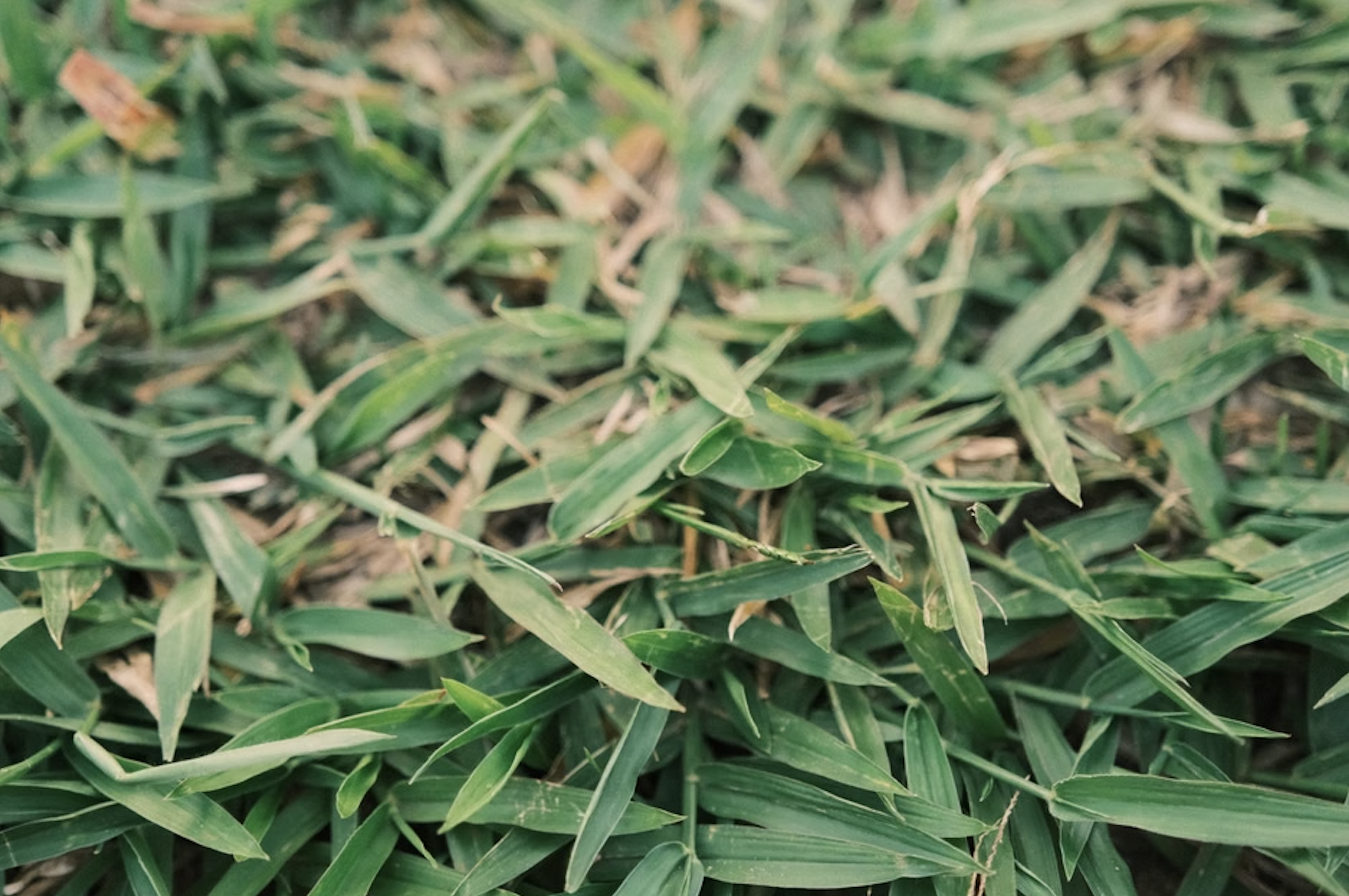 Don't Bug Out: Managing Crabgrass in Your Centipede Grass