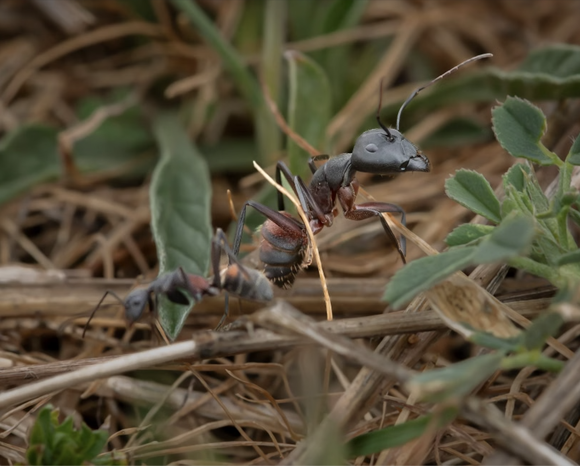 How to Treat Your Grass for Ants Without Killing the Lawn