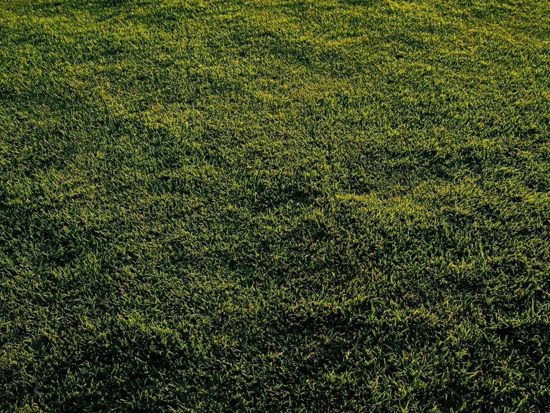 How to Fertilise New Turf Without Killing It