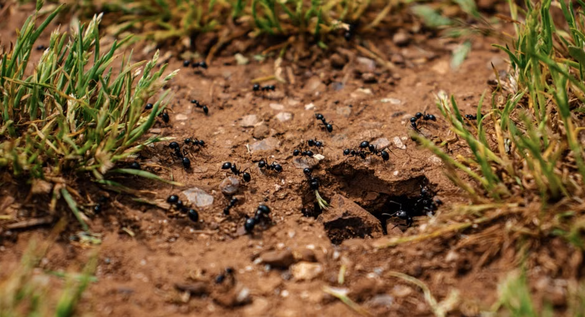 Is Your Lawn Being Ruined by an Ant-pocalypse?