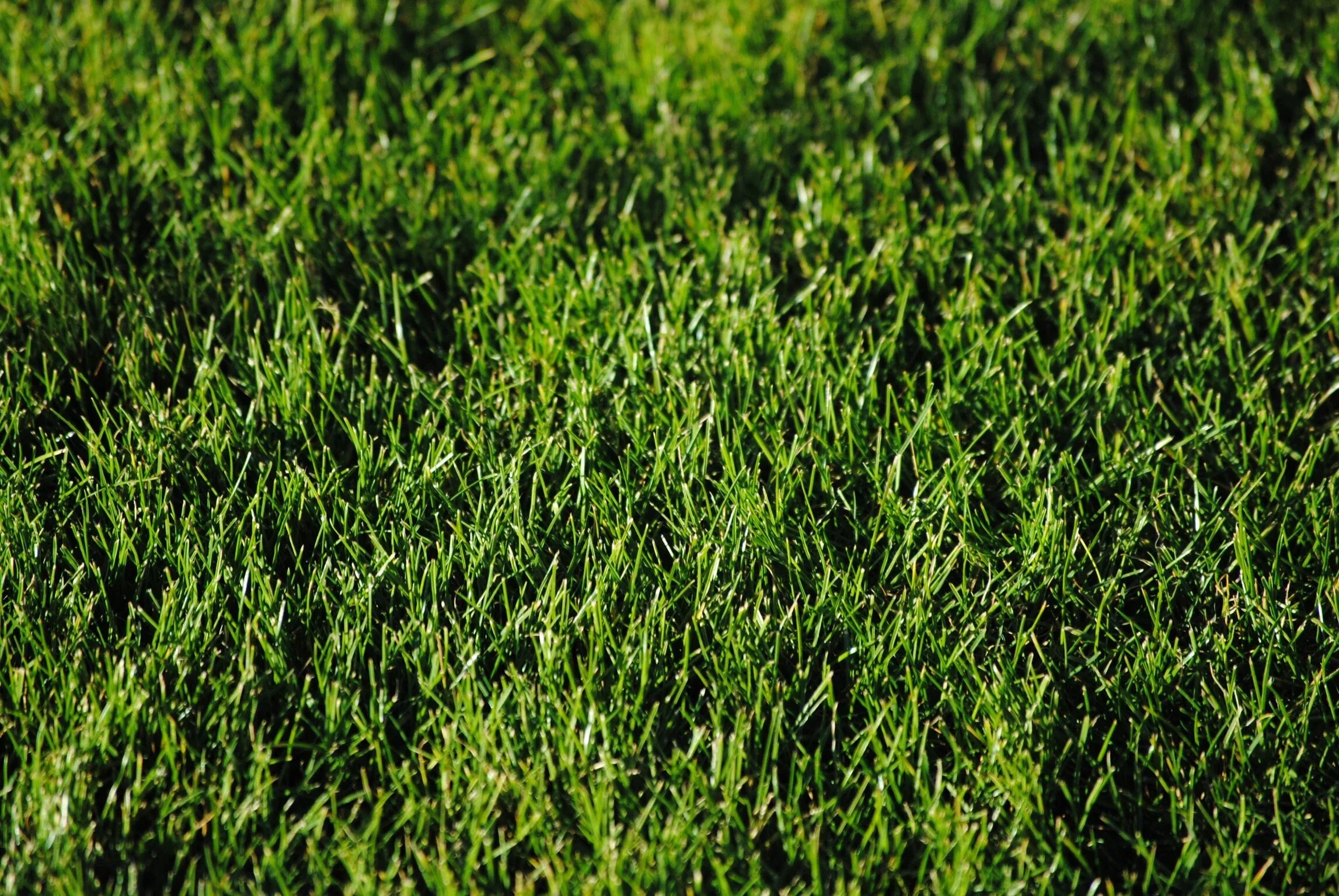 Get an A1 Lawn with These Top Rated Fertilisers
