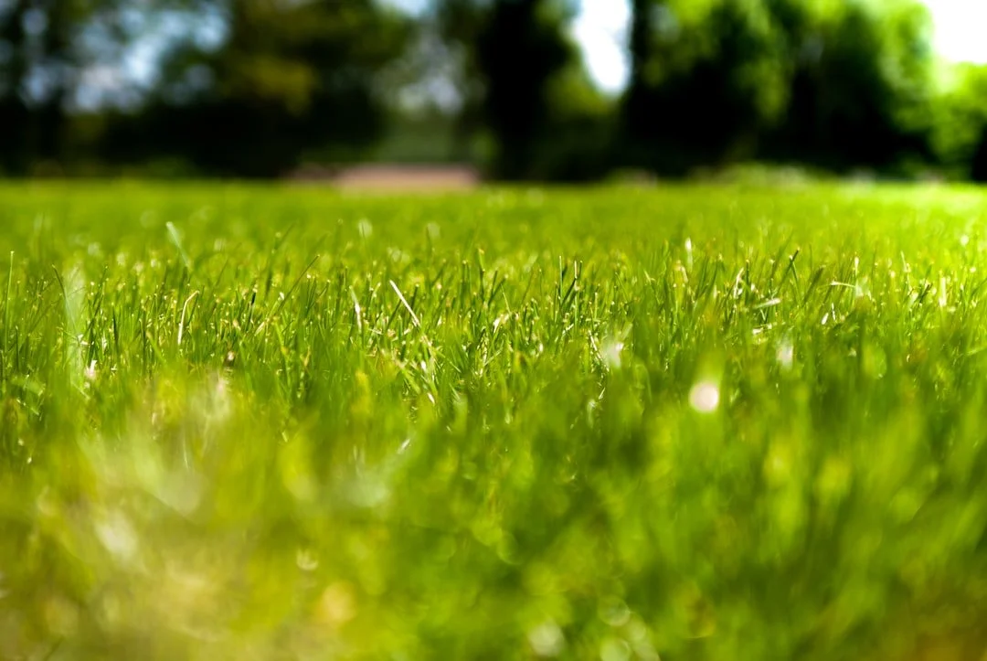 Stop the Spread with the Best Lawn Spray for Crabgrass