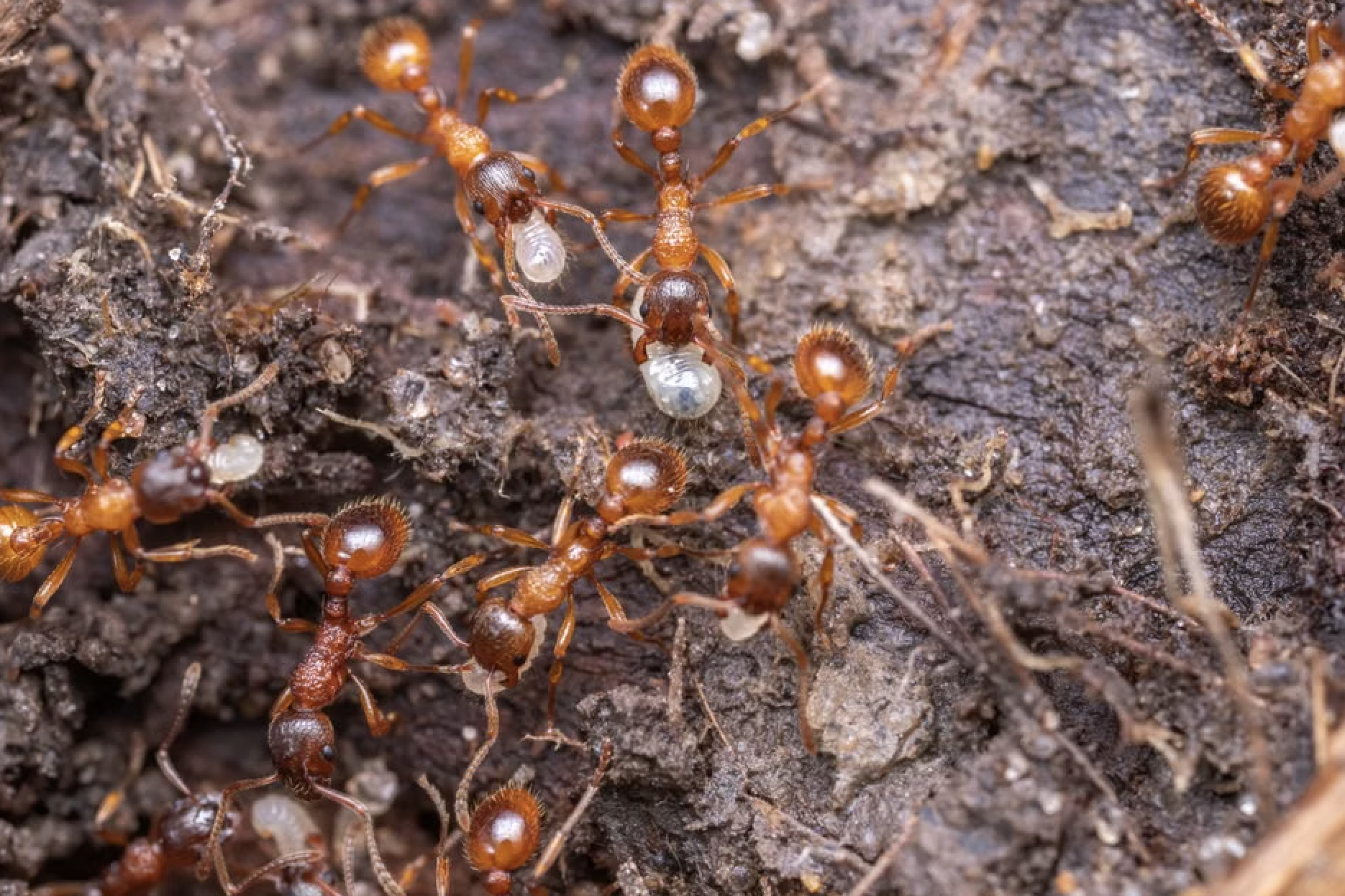 How to Use Diatomaceous Earth to Kill Lawn Ants