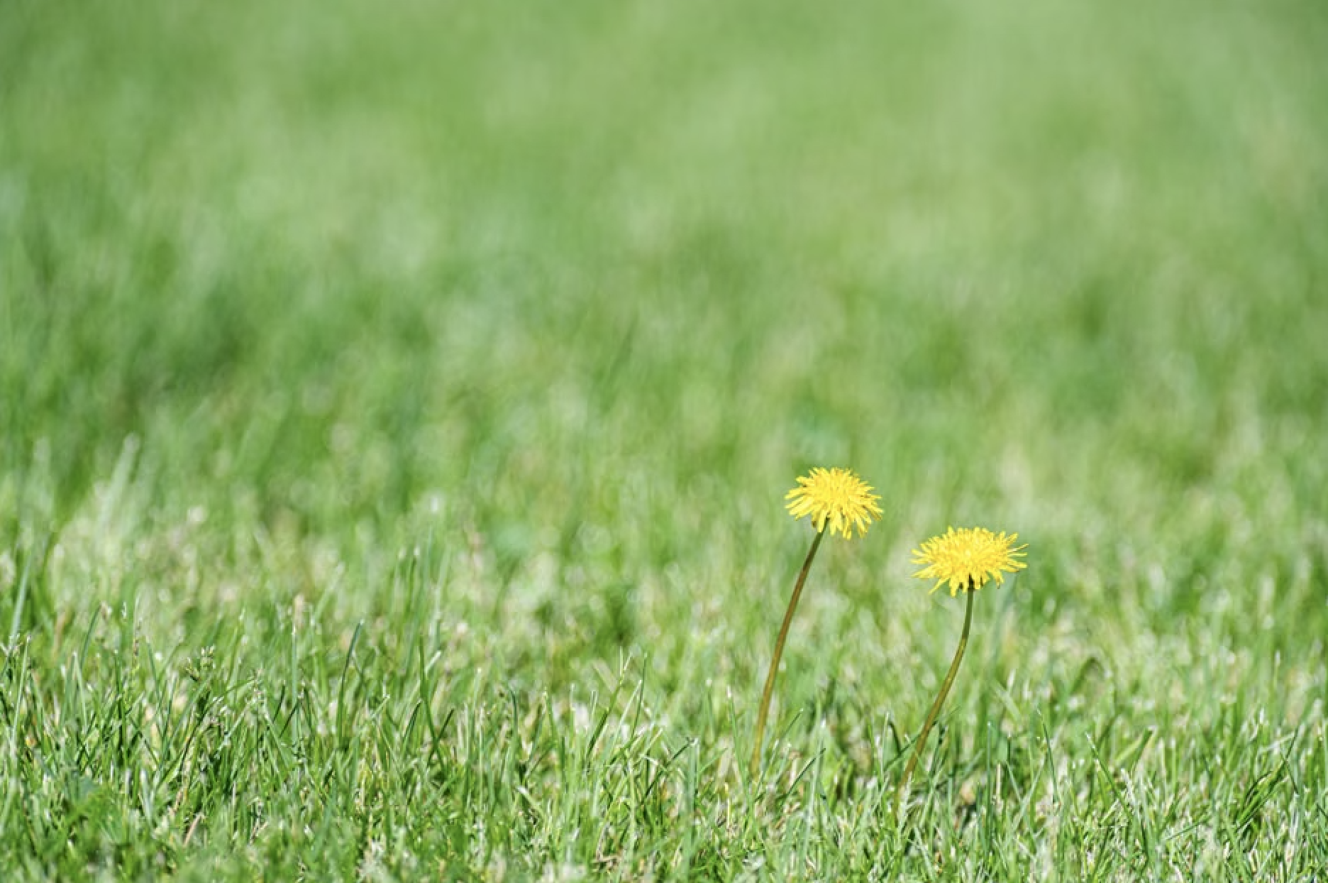 Stop the Weeds and Feed the Seeds with 3-in-1 Solutions