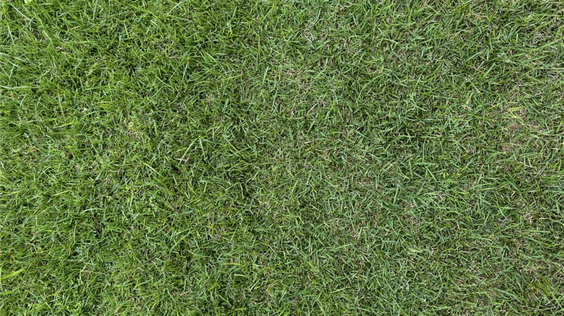 Secrets to Maintaining a Crabgrass Free Lawn in Akron