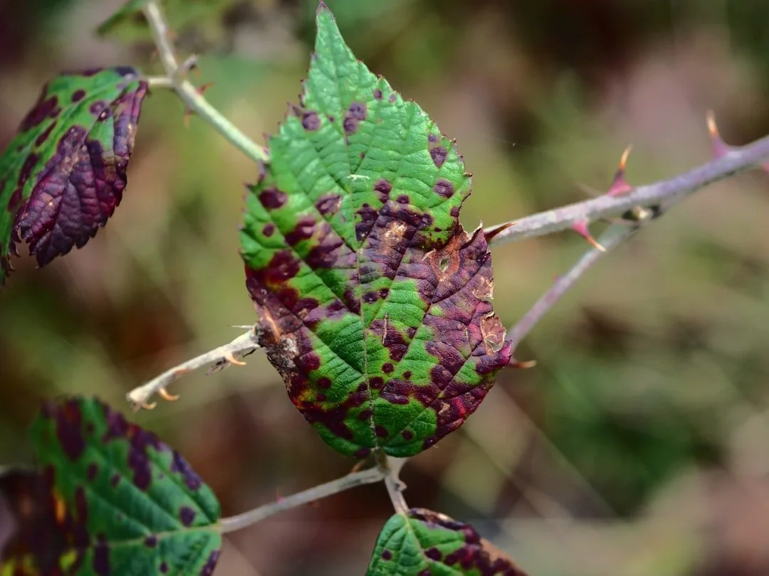 Expert Akron Shrub Disease Pros for a Healthier Landscape